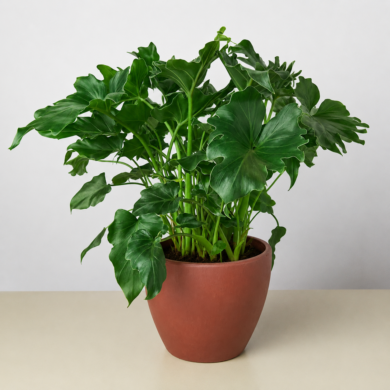 Philodendron Little Hope-Indoor Plants-The Succulent Source