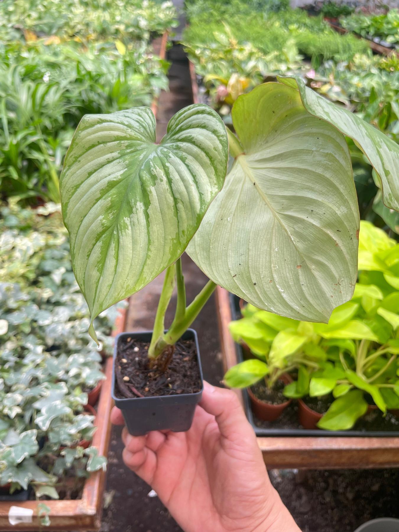 Philodendron 'Mamei'-The Succulent Source