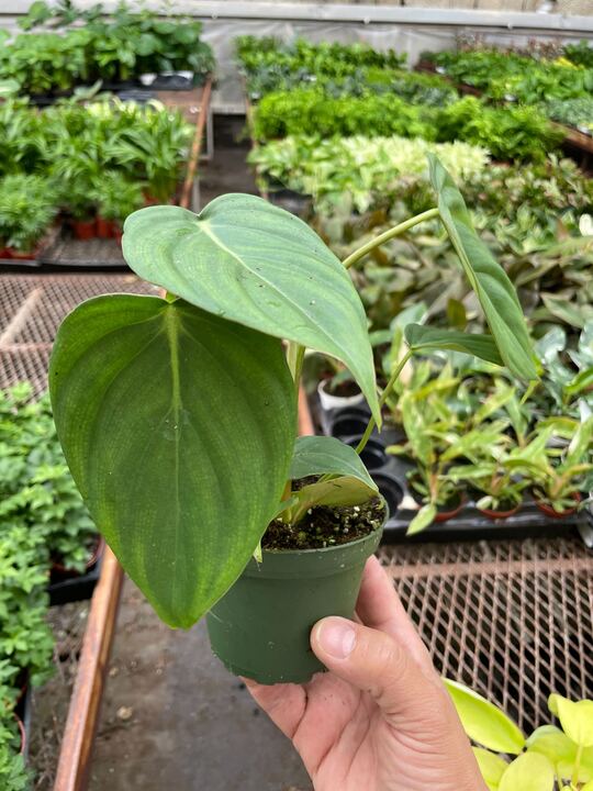 Philodendron 'Mcdowell'-Indoor Plants-The Succulent Source
