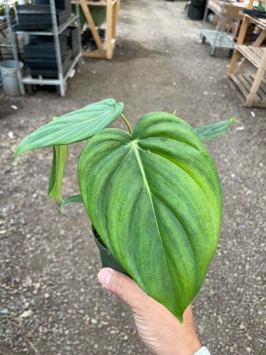 Philodendron 'Mcdowell'-Indoor Plants-The Succulent Source