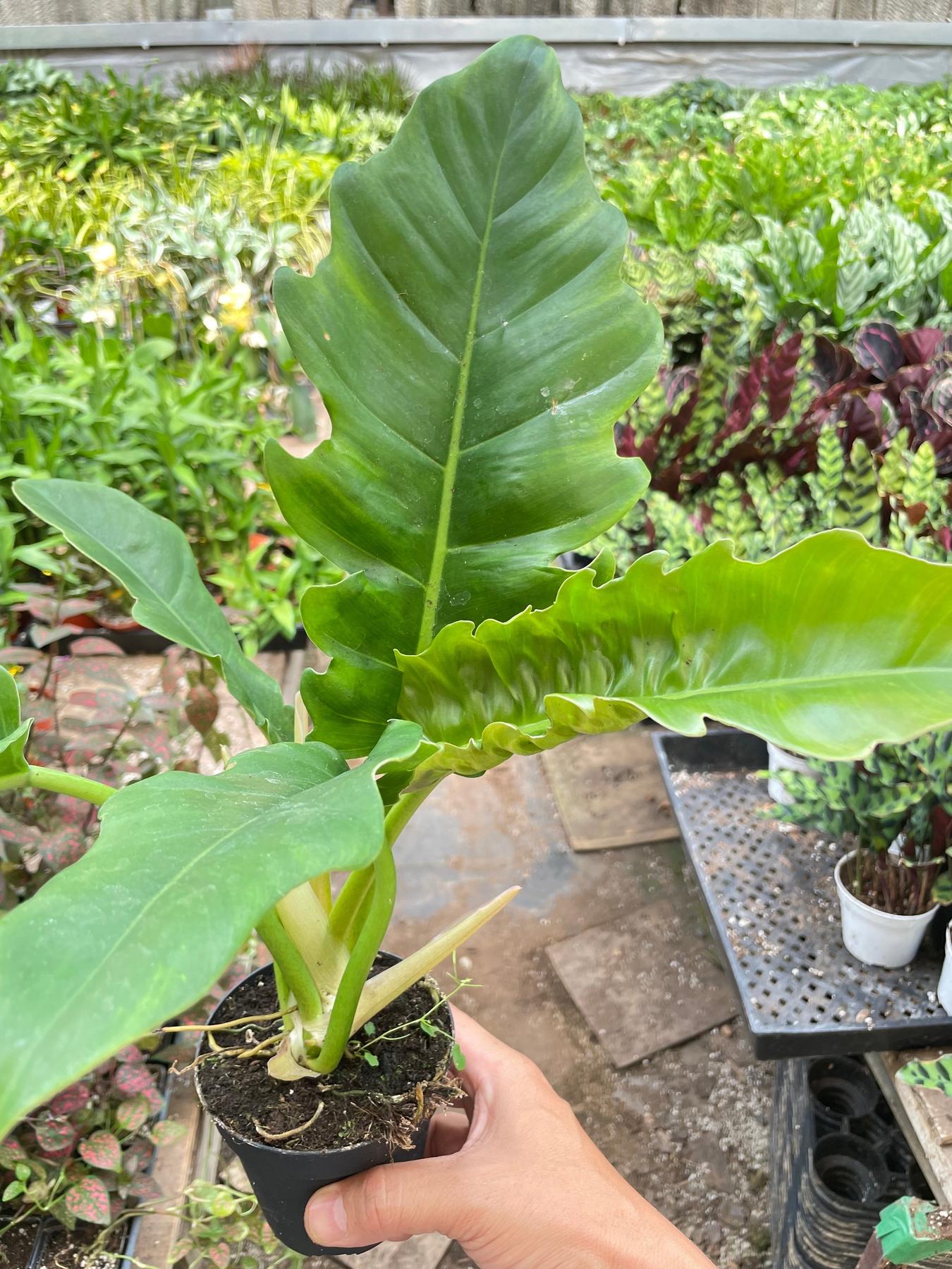 Philodendron 'Narrow Escape'-Indoor Plants-The Succulent Source