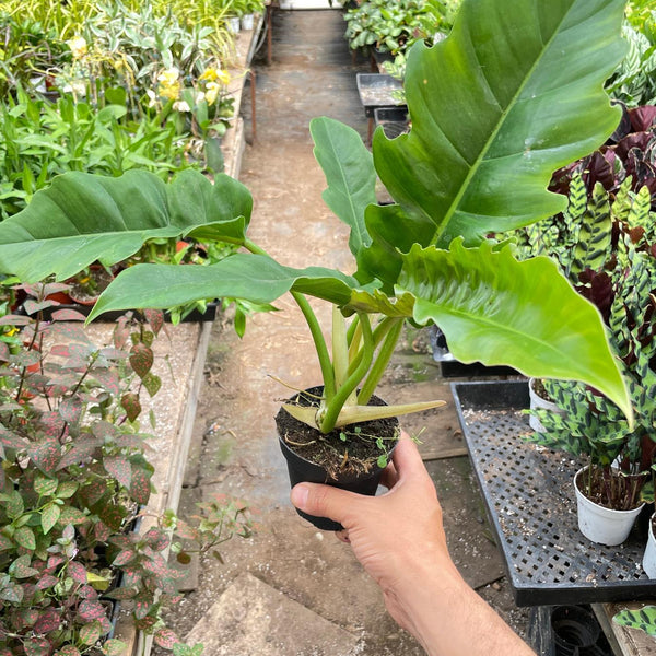 Philodendron 'Narrow Escape'