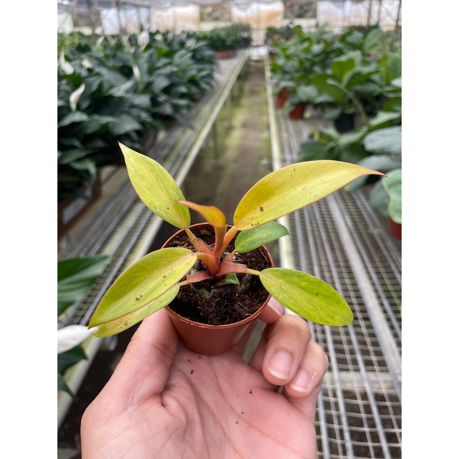 Philodendron 'Orange Marmalade'-Indoor Plants-The Succulent Source
