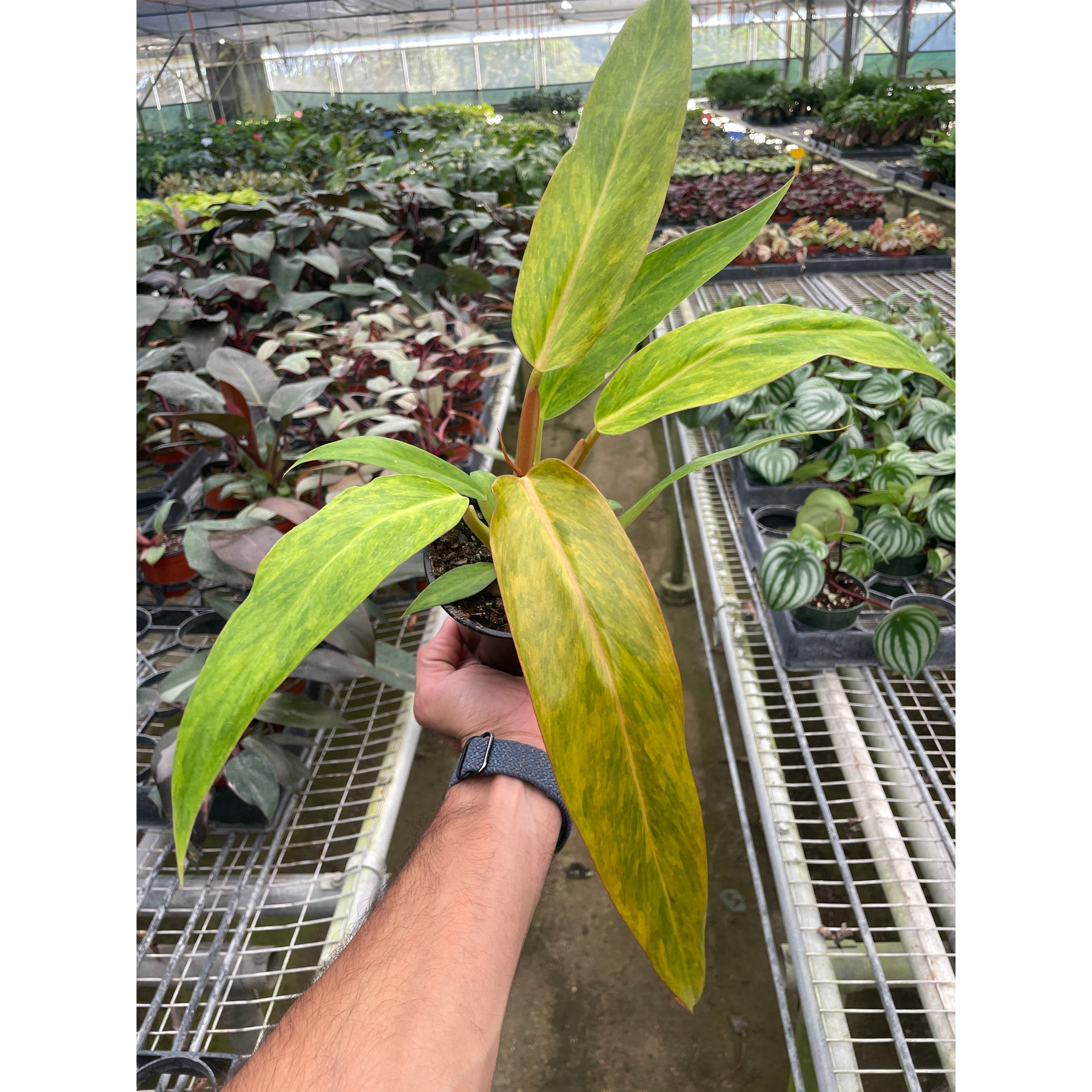 Philodendron 'Orange Marmalade'-Indoor Plants-The Succulent Source