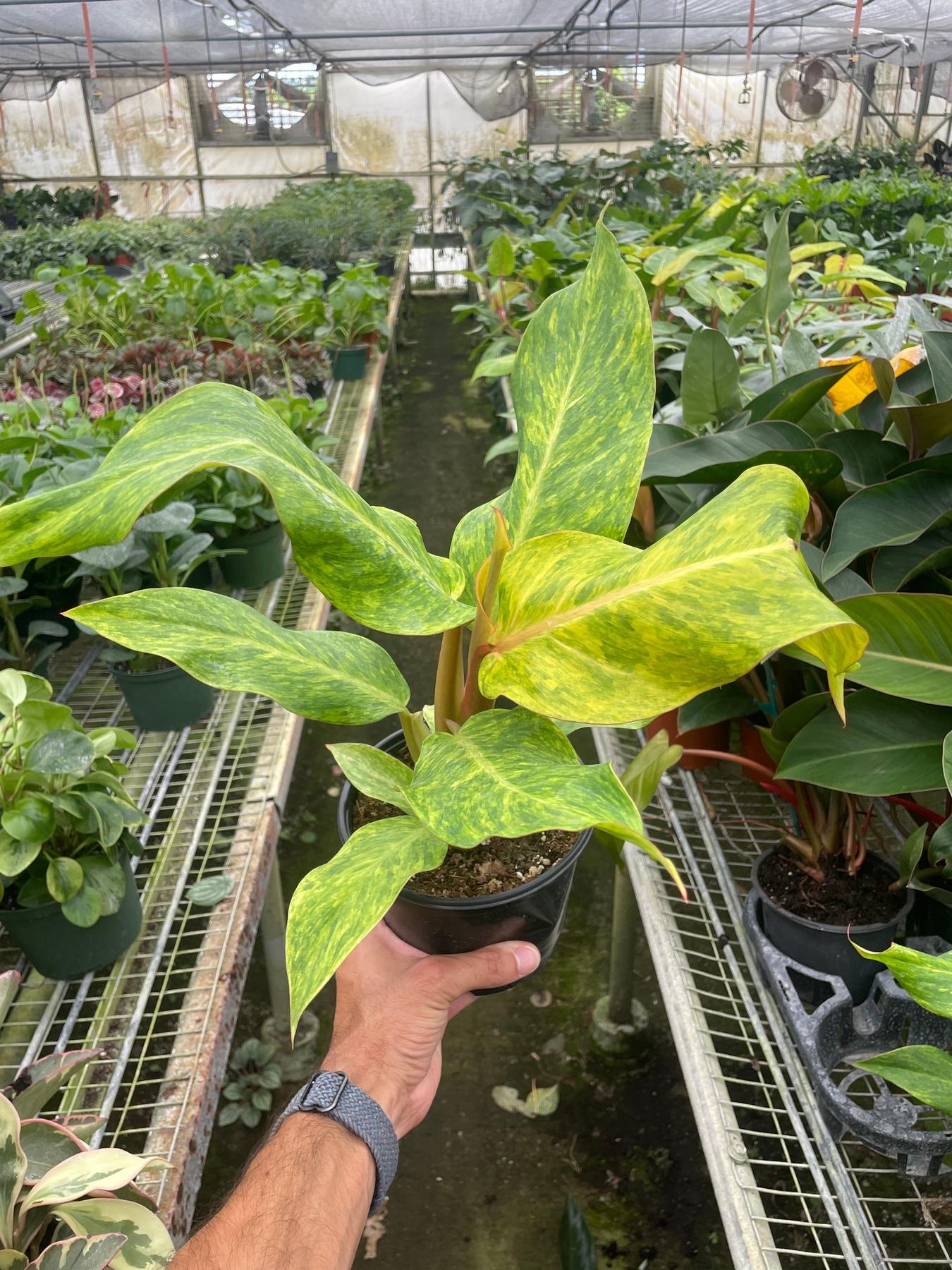 Philodendron 'Orange Marmalade'-Indoor Plants-The Succulent Source