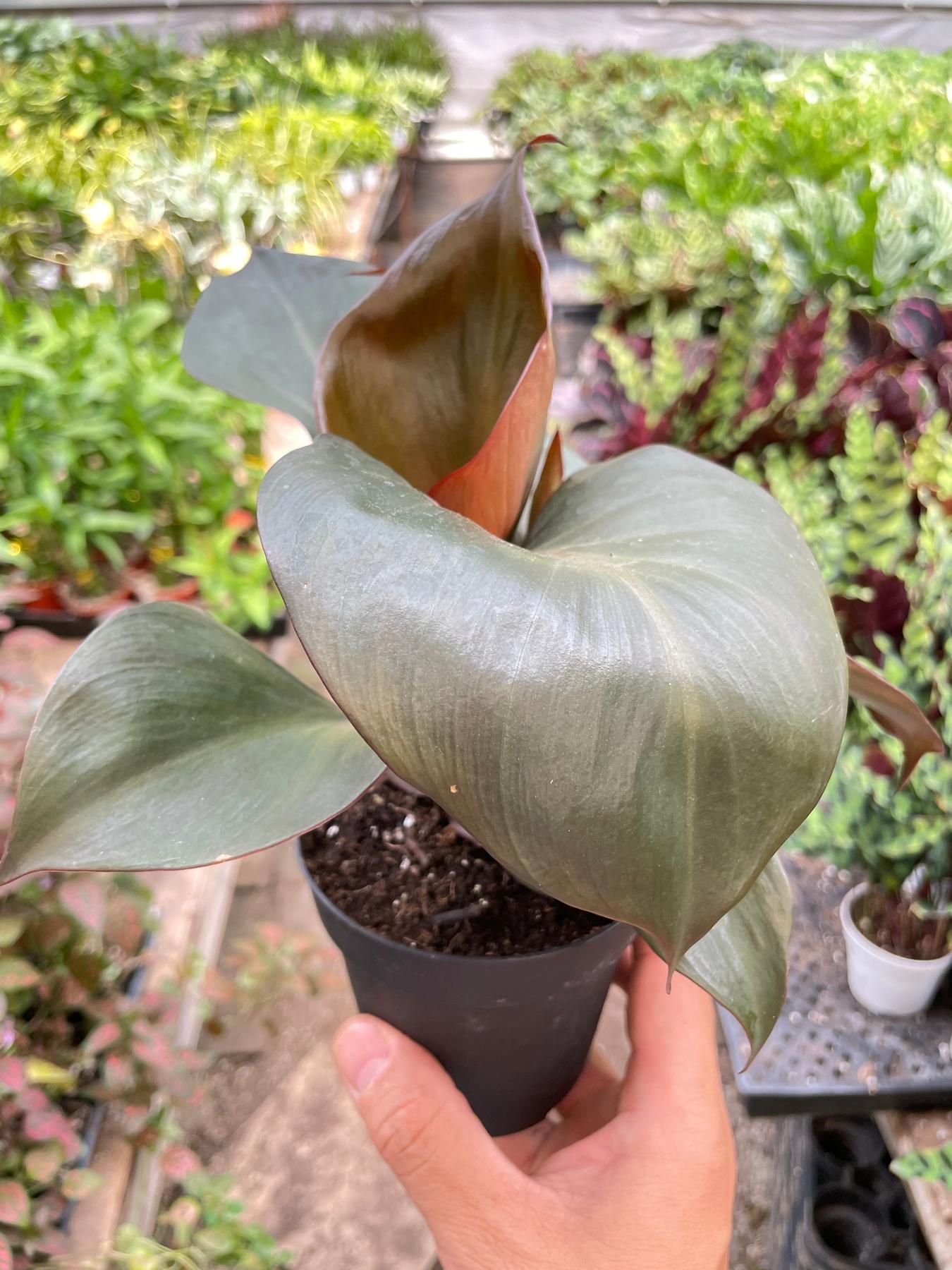 Philodendron 'Red Heart'-Indoor Plants-The Succulent Source