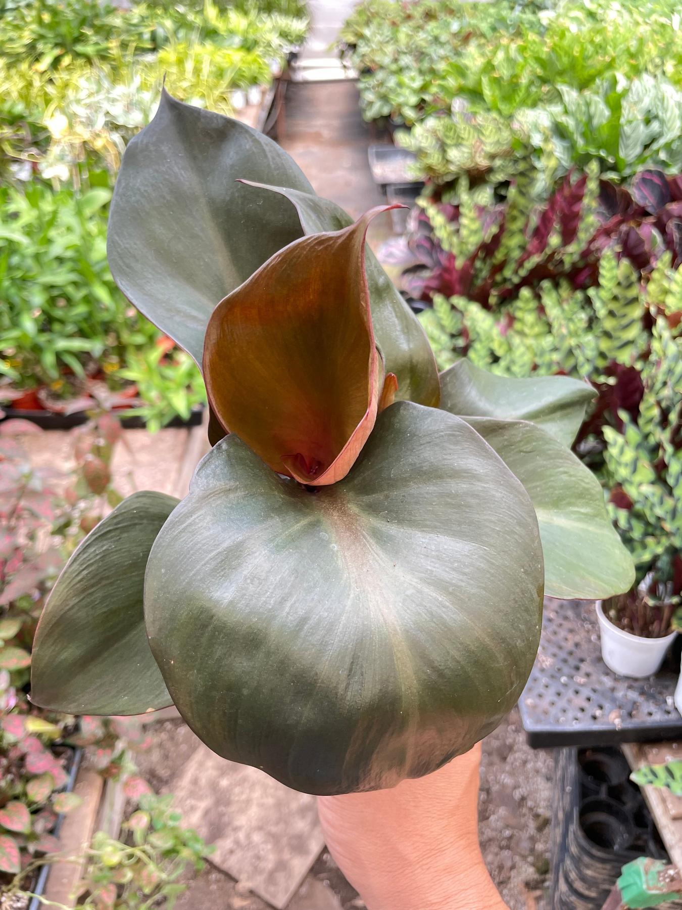 Philodendron 'Red Heart'-Indoor Plants-The Succulent Source