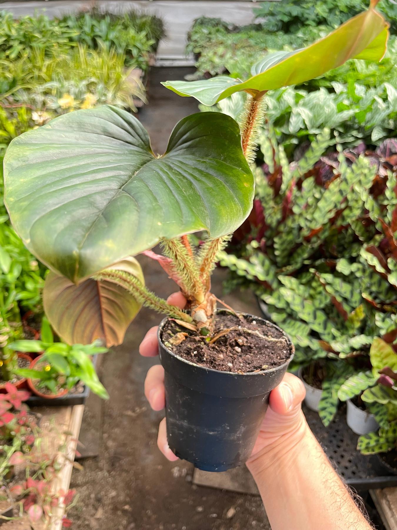Philodendron 'Serpens'-The Succulent Source
