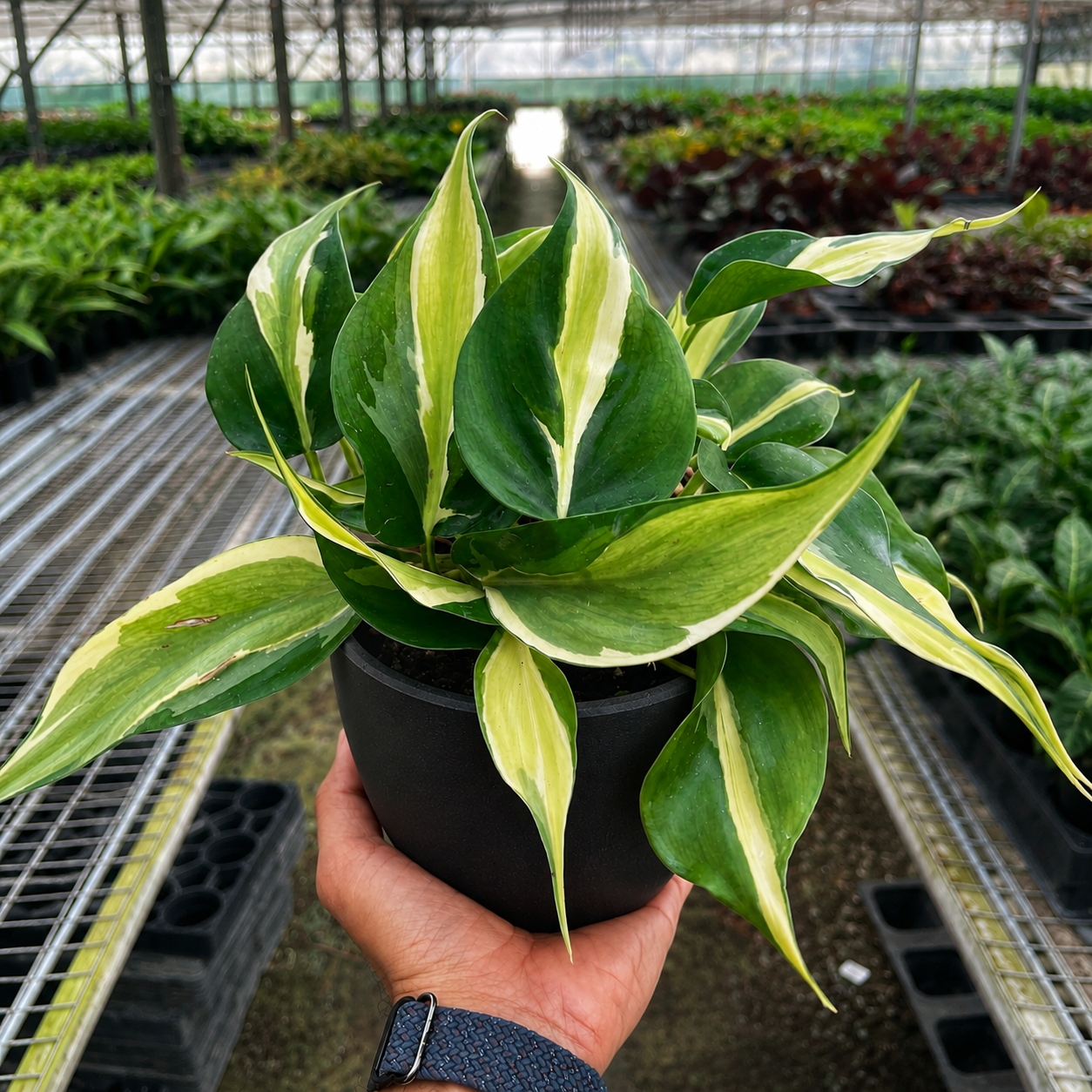 Philodendron 'Silver Stripe'-Indoor Plants-The Succulent Source