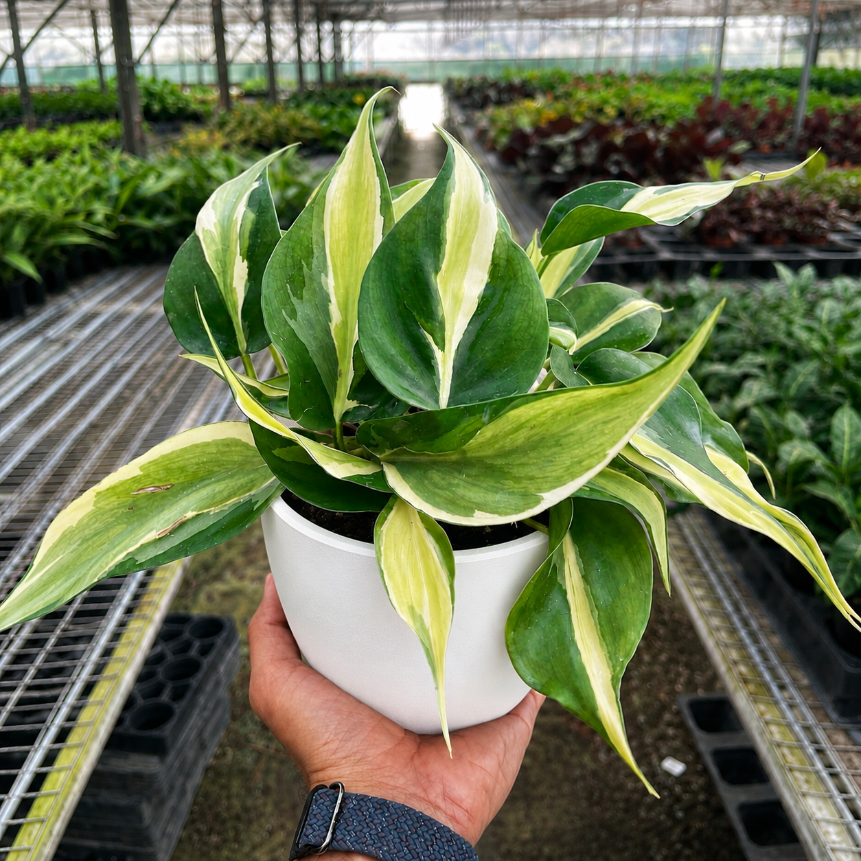 Philodendron 'Silver Stripe'-Indoor Plants-The Succulent Source