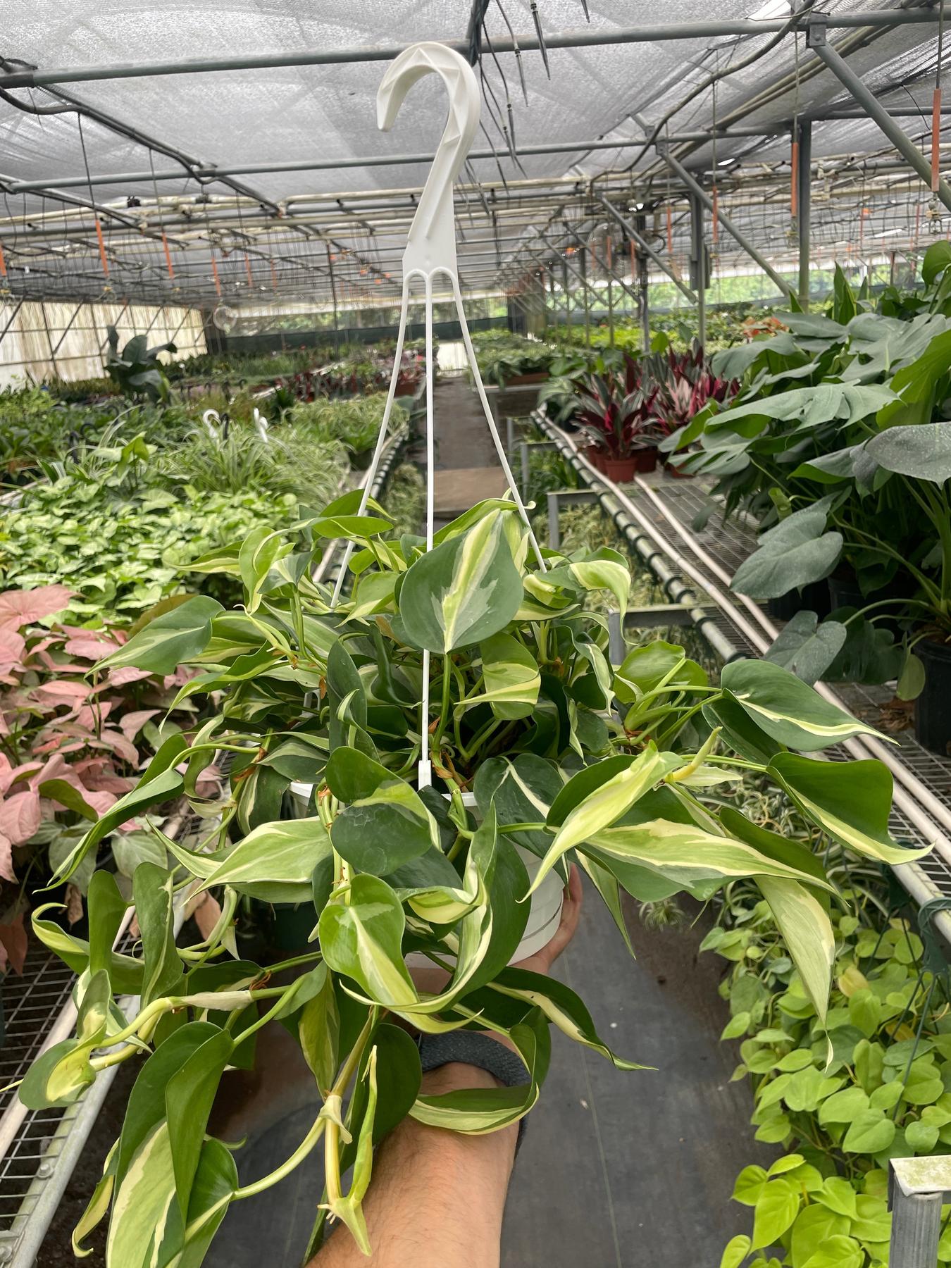 Philodendron 'Silver Stripe'-Indoor Plants-The Succulent Source