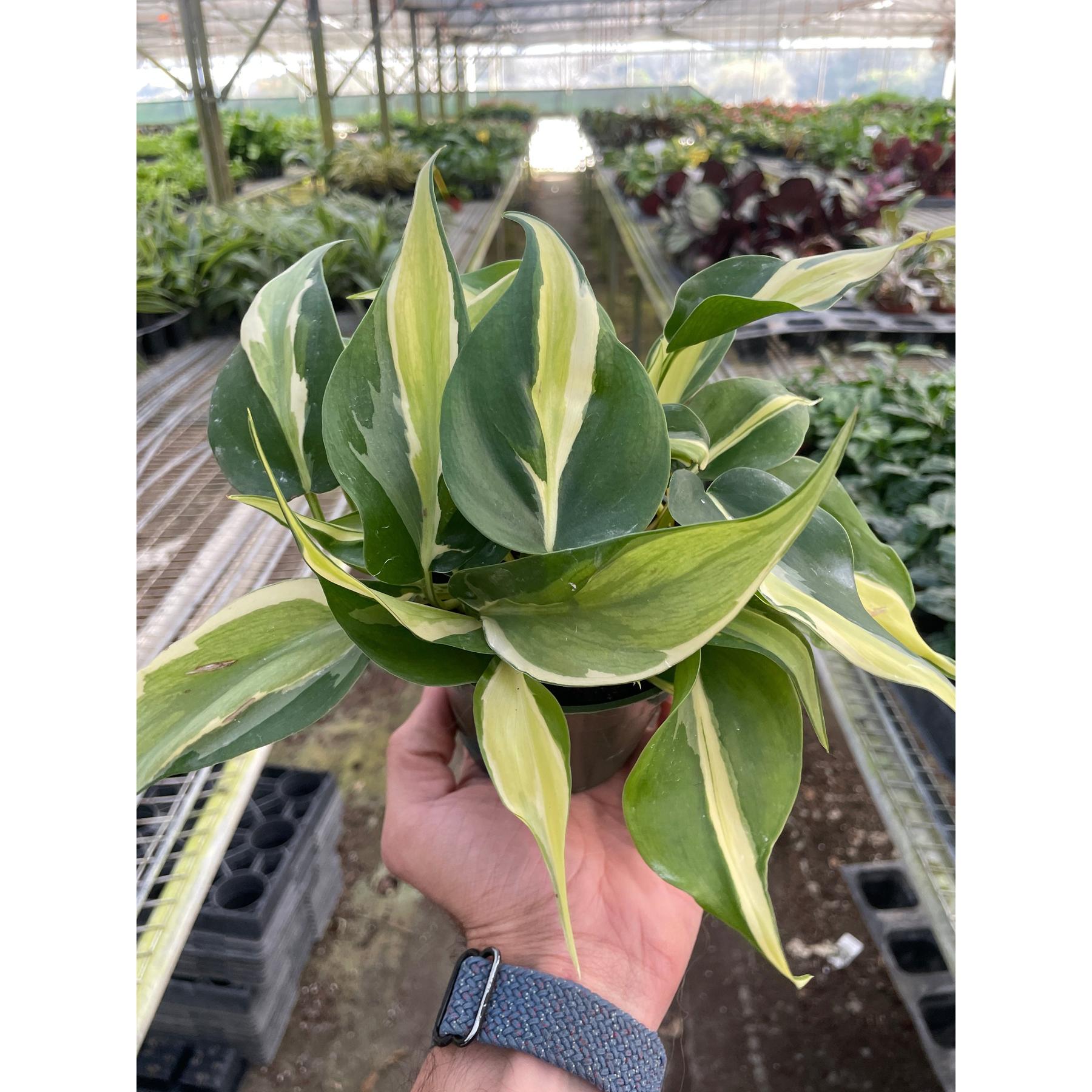 Philodendron 'Silver Stripe'-Indoor Plants-The Succulent Source