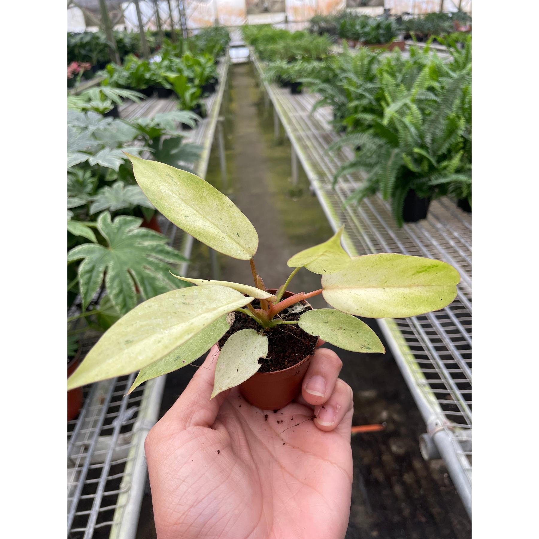 Philodendron 'Snowdrift'-Indoor Plants-The Succulent Source