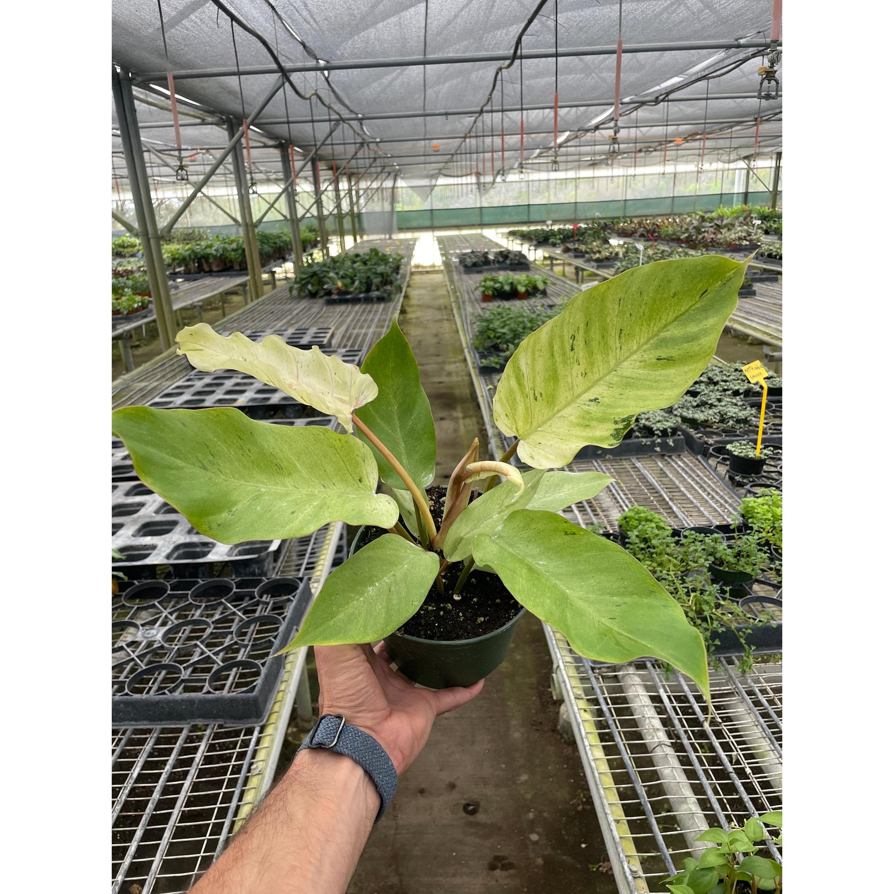 Philodendron 'Snowdrift'-Indoor Plants-The Succulent Source