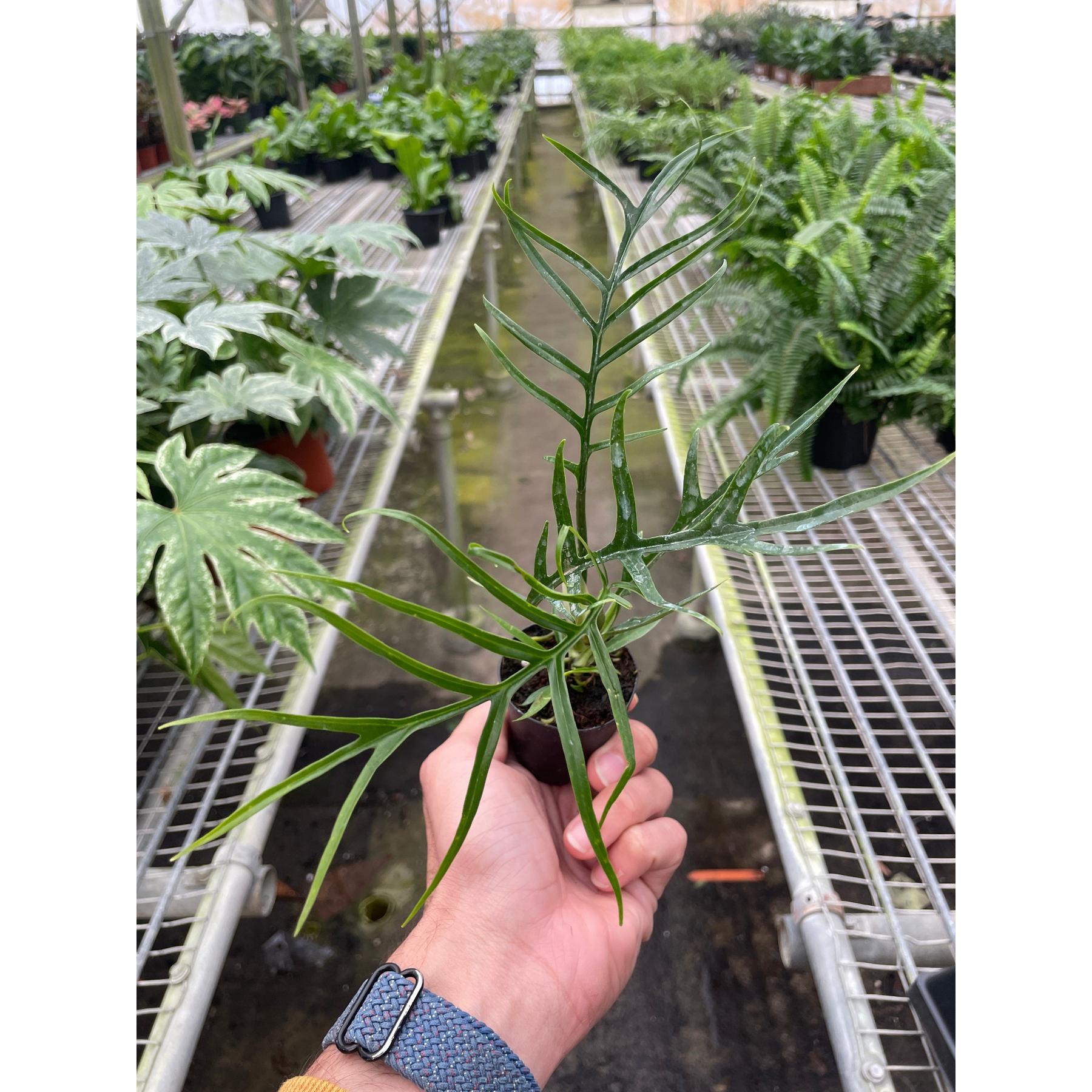 Philodendron 'Tortum'-Indoor Plants-The Succulent Source