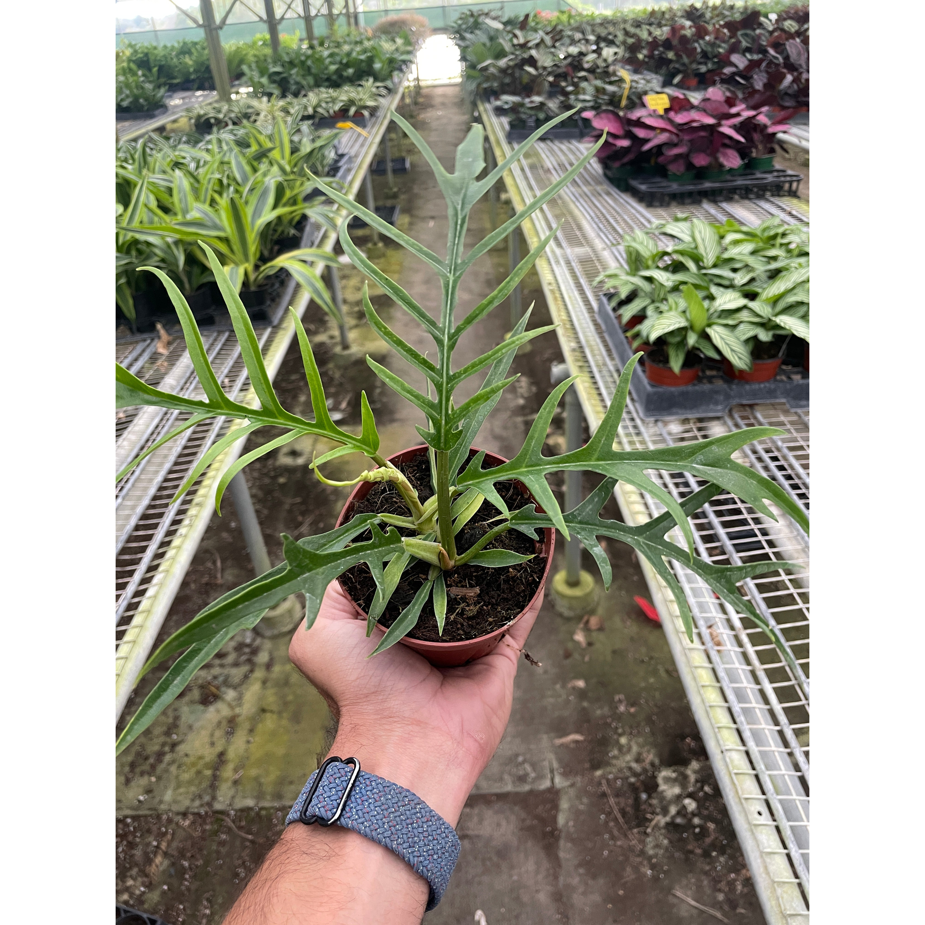 Philodendron 'Tortum'-Indoor Plants-The Succulent Source