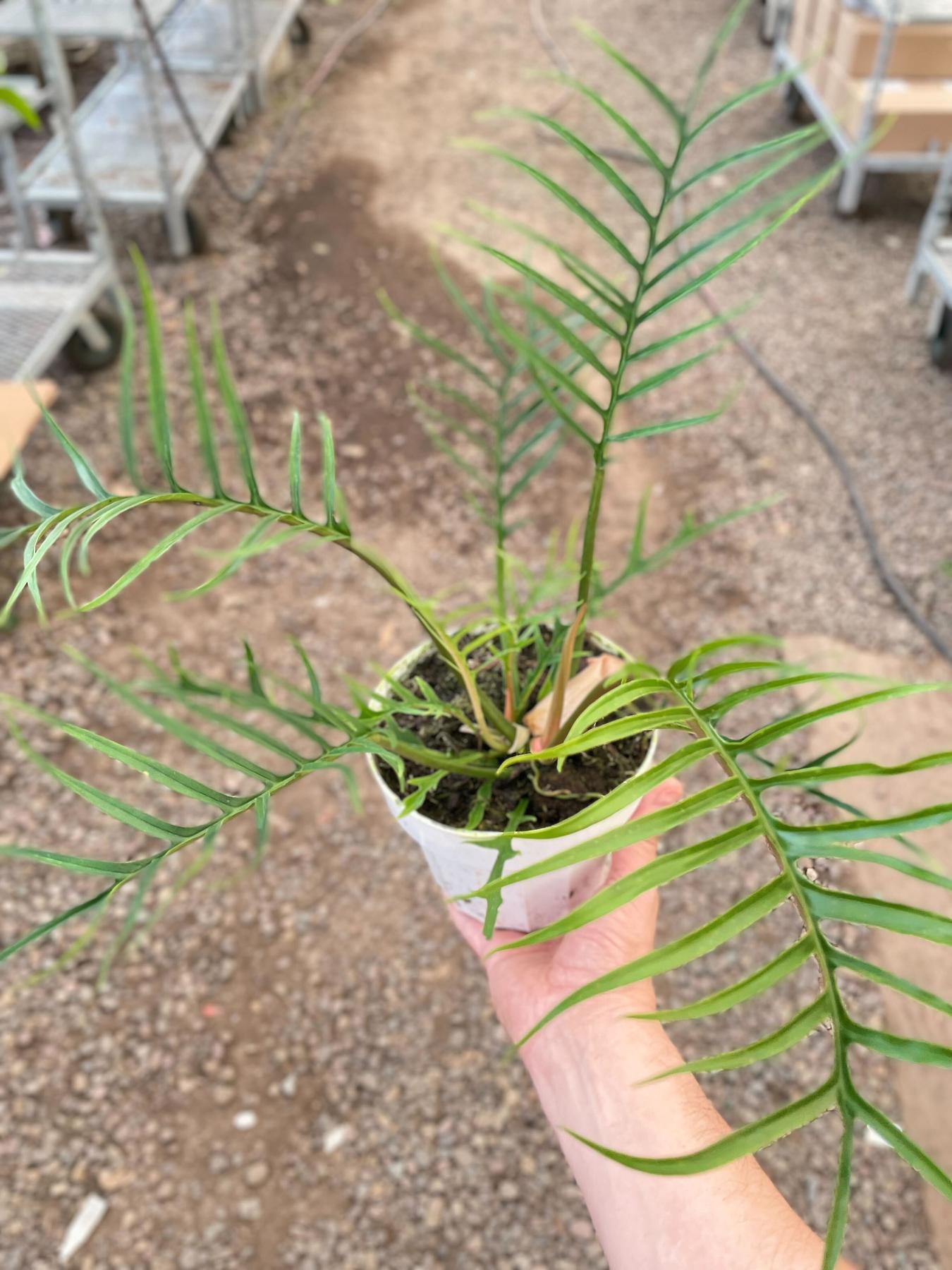 Philodendron 'Tortum'-Indoor Plants-The Succulent Source