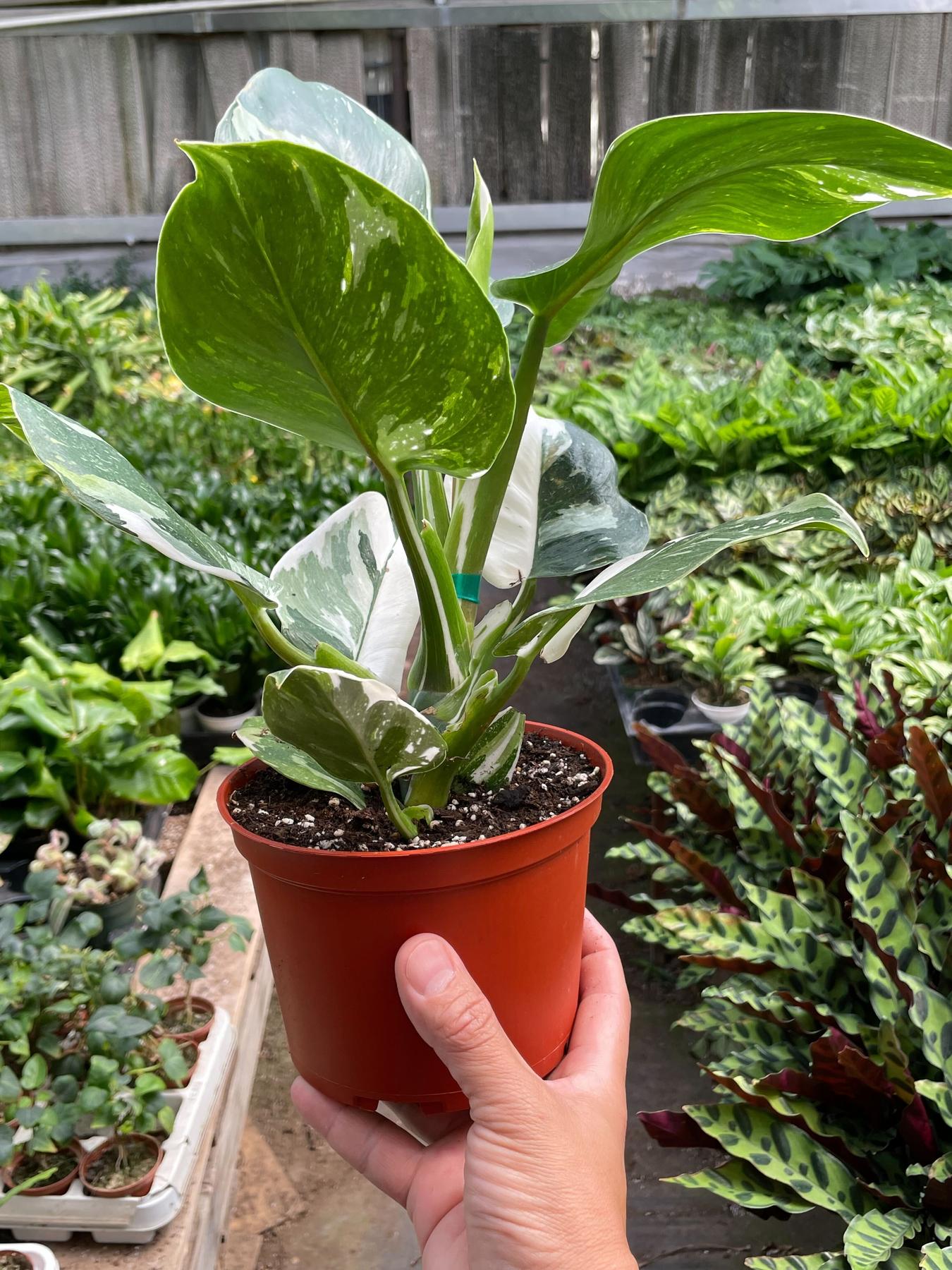 Philodendron 'White Wizard'-Indoor Plants-The Succulent Source