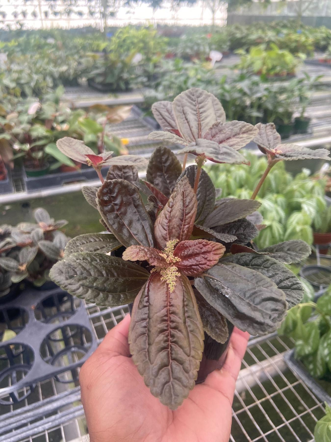 Pilea 'Chocolate'-Indoor Plants-The Succulent Source