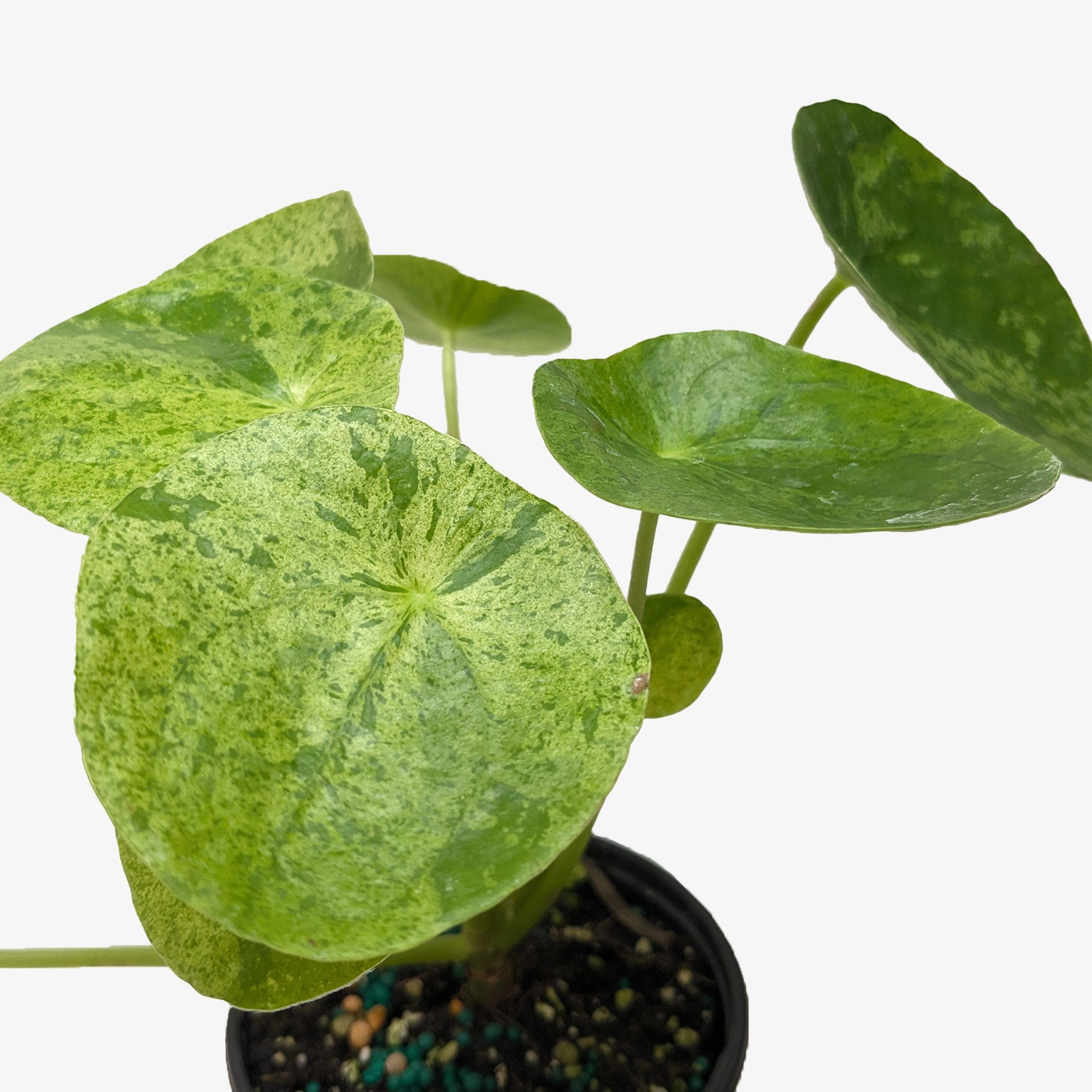 Pilea 'Mojito'-Indoor Plants-The Succulent Source