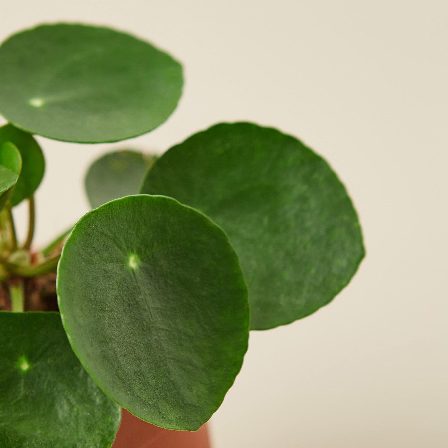 Pilea Peperomioides 'Chinese Money'-Indoor Plants-The Succulent Source