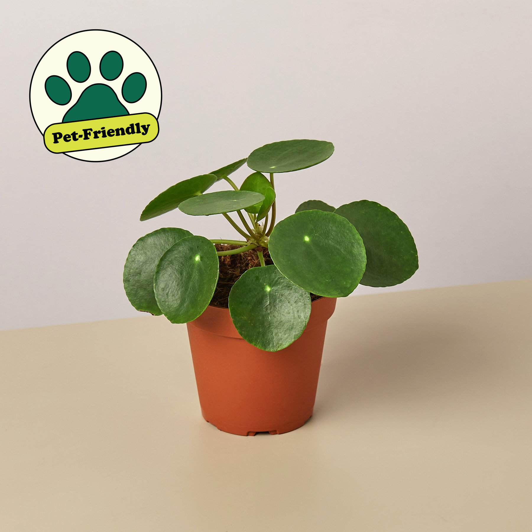 Pilea Peperomioides 'Chinese Money'-Indoor Plants-The Succulent Source
