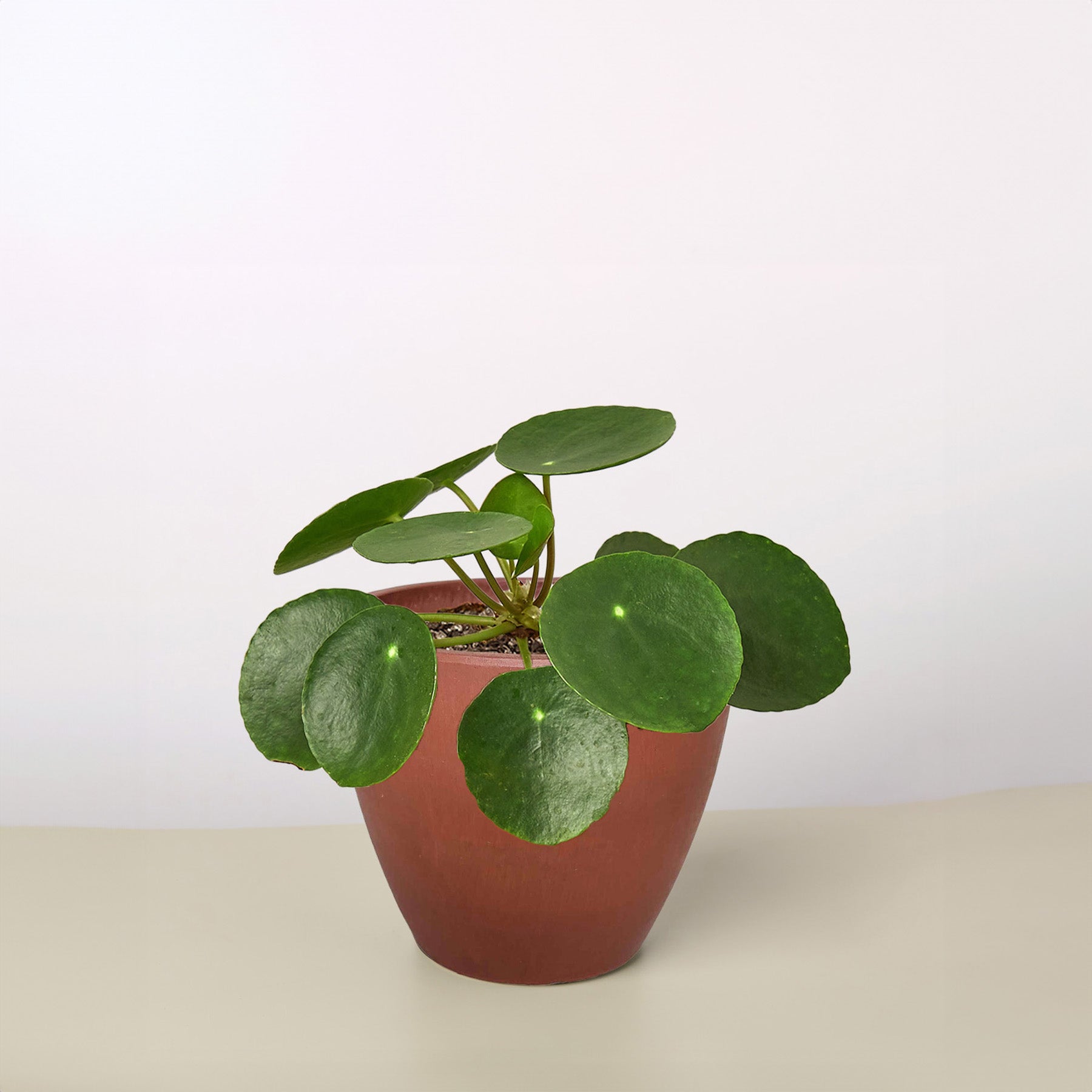 Pilea Peperomioides 'Chinese Money'-Indoor Plants-The Succulent Source