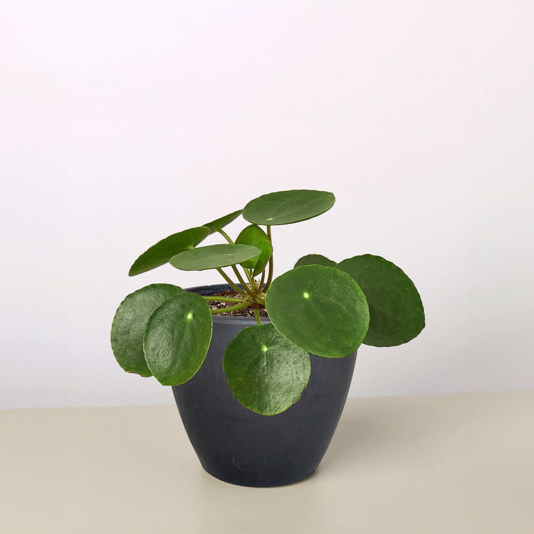 Pilea Peperomioides 'Chinese Money'-Indoor Plants-The Succulent Source