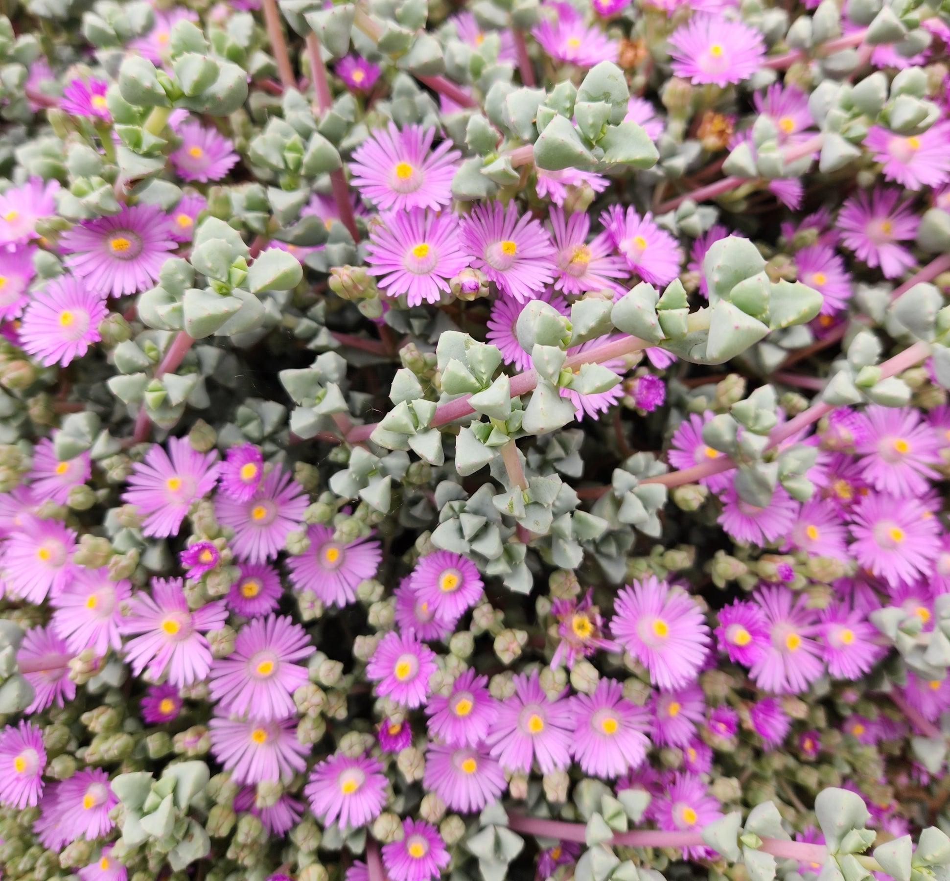 Pink Ice Plant / Sandstone Vygie-Succulent - Large-The Succulent Source