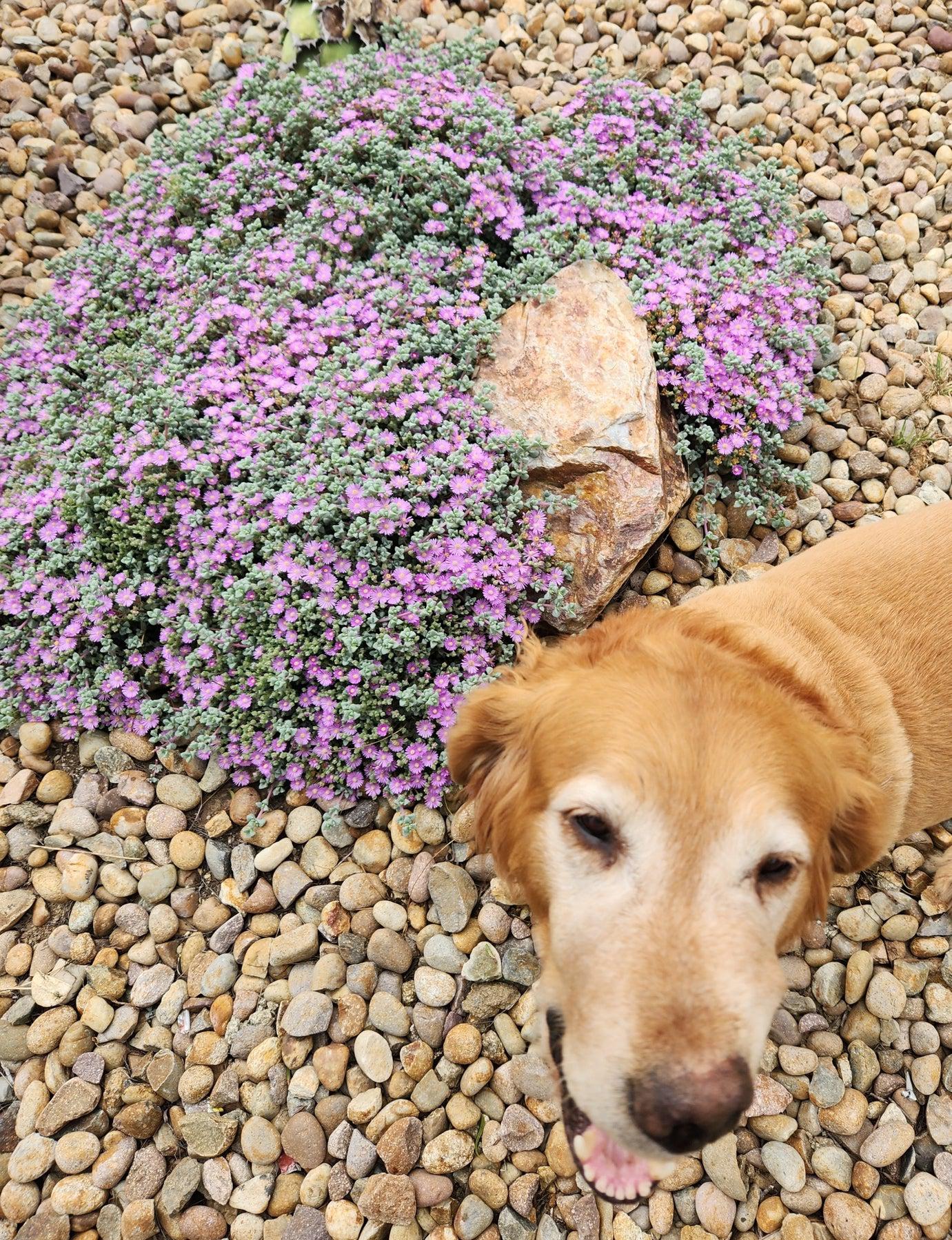 Pink Ice Plant / Sandstone Vygie-Succulent - Large-The Succulent Source