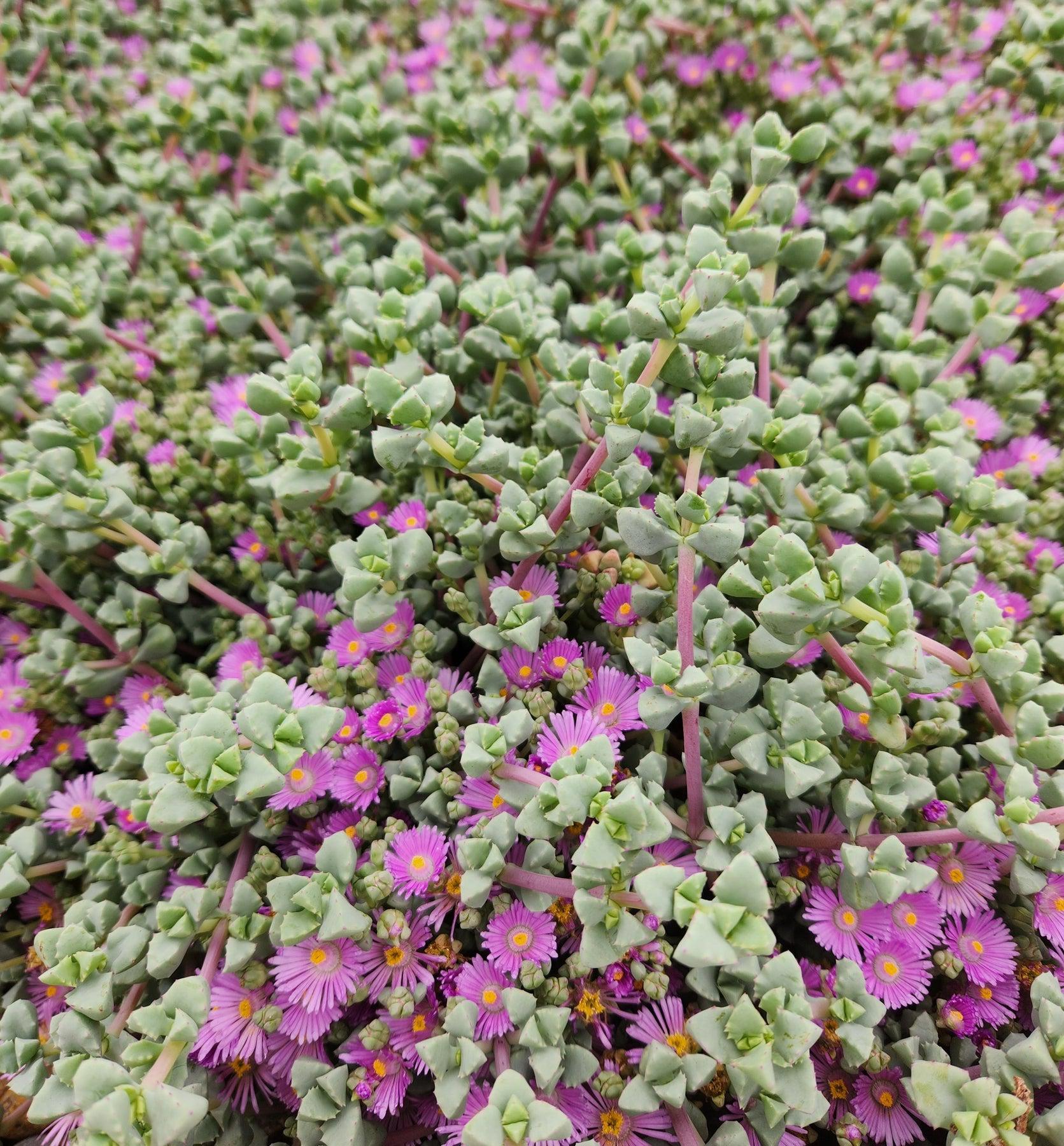 Pink Ice Plant / Sandstone Vygie Cuttings (10- 6-8” long