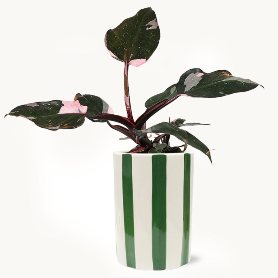 Pink Princess Philodendron-The Succulent Source