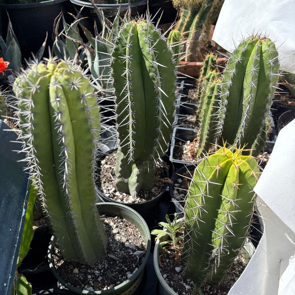 Polaskia chichipe Ornamental Cactus potted approx 10-12