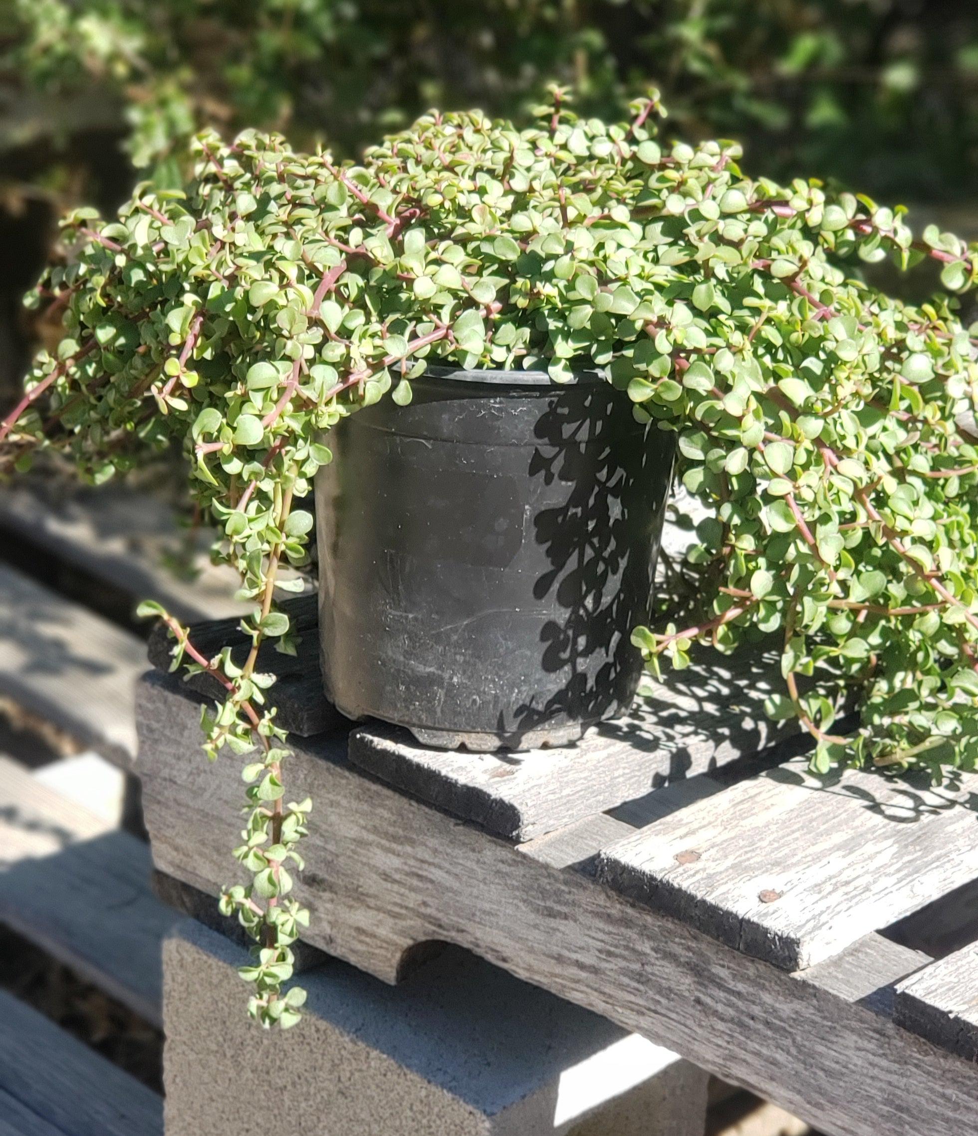 The Succulent Source Portulacaria afra Elephant Bush - Thumbnail 2