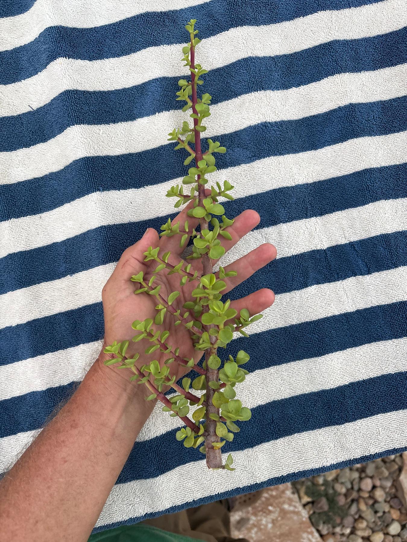 Portulacaria afra Elephant Bush succulent - 1 Gallon and Cuttings-Succulent - Large-The Succulent Source