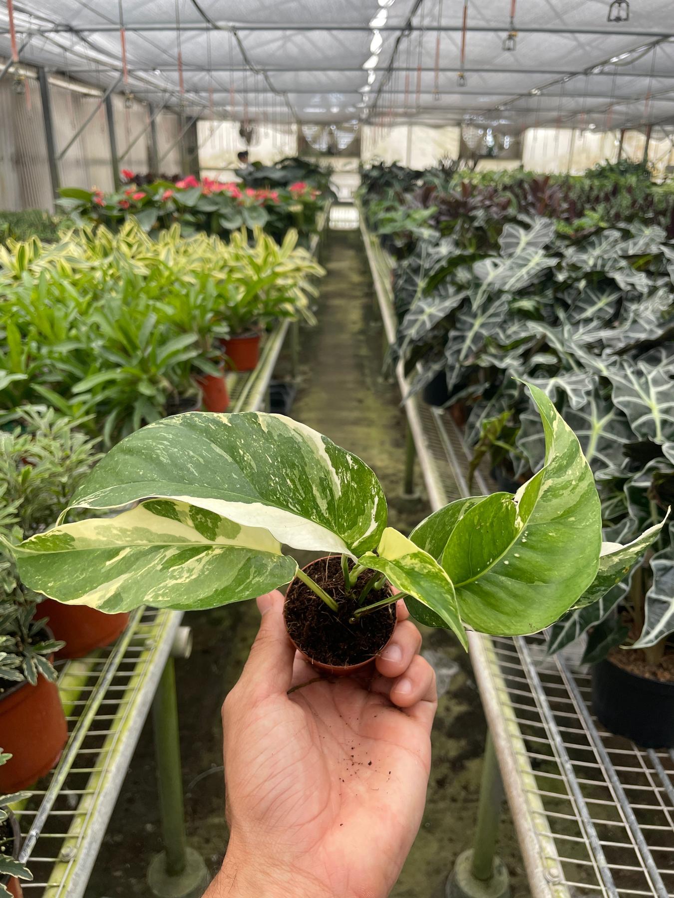 Pothos 'Albo Variegata'-Indoor Plants-The Succulent Source