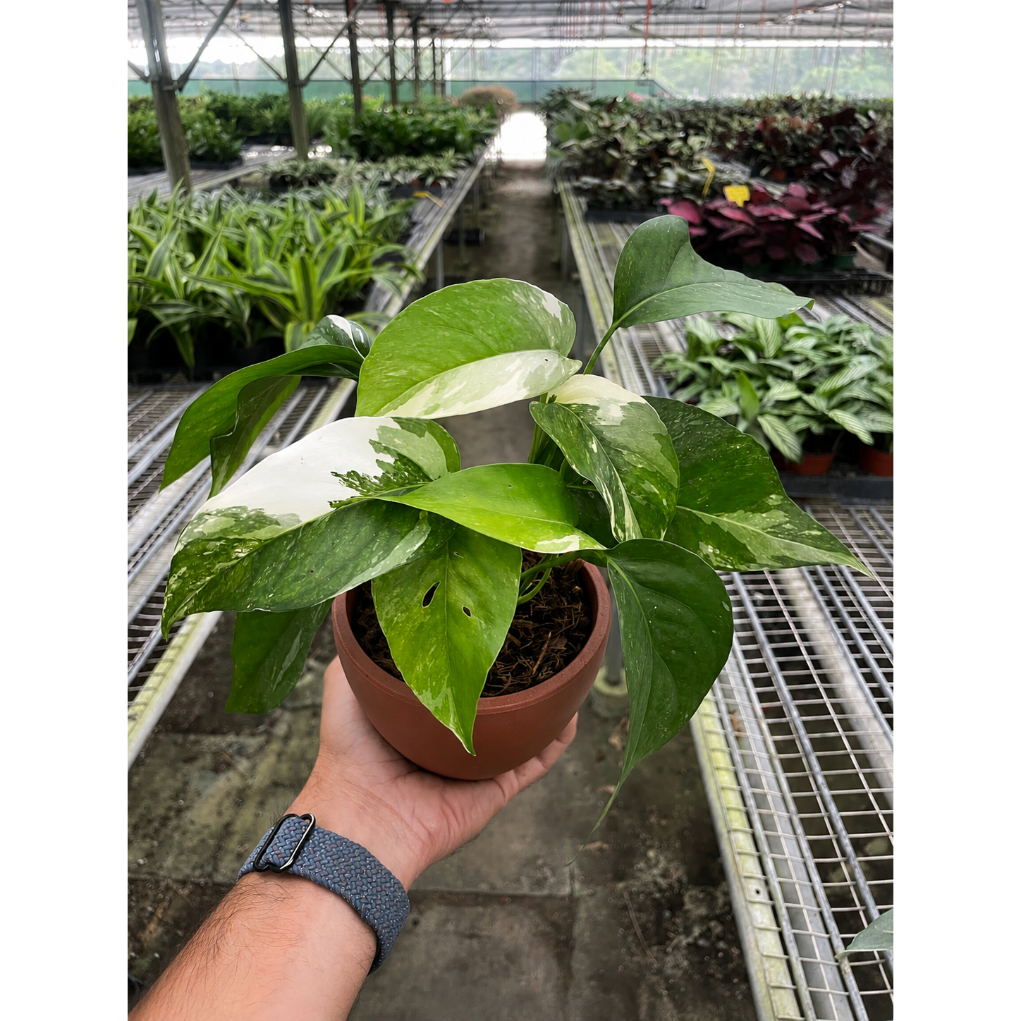 Pothos 'Albo Variegata'-Indoor Plants-The Succulent Source