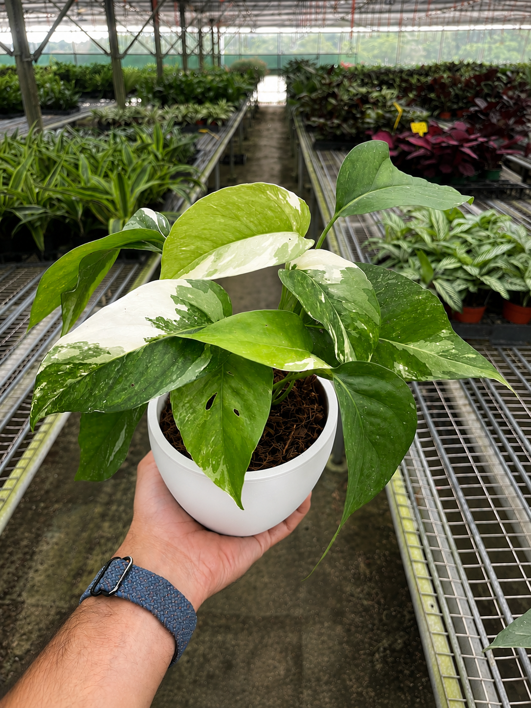 Pothos 'Albo Variegata'-Indoor Plants-The Succulent Source