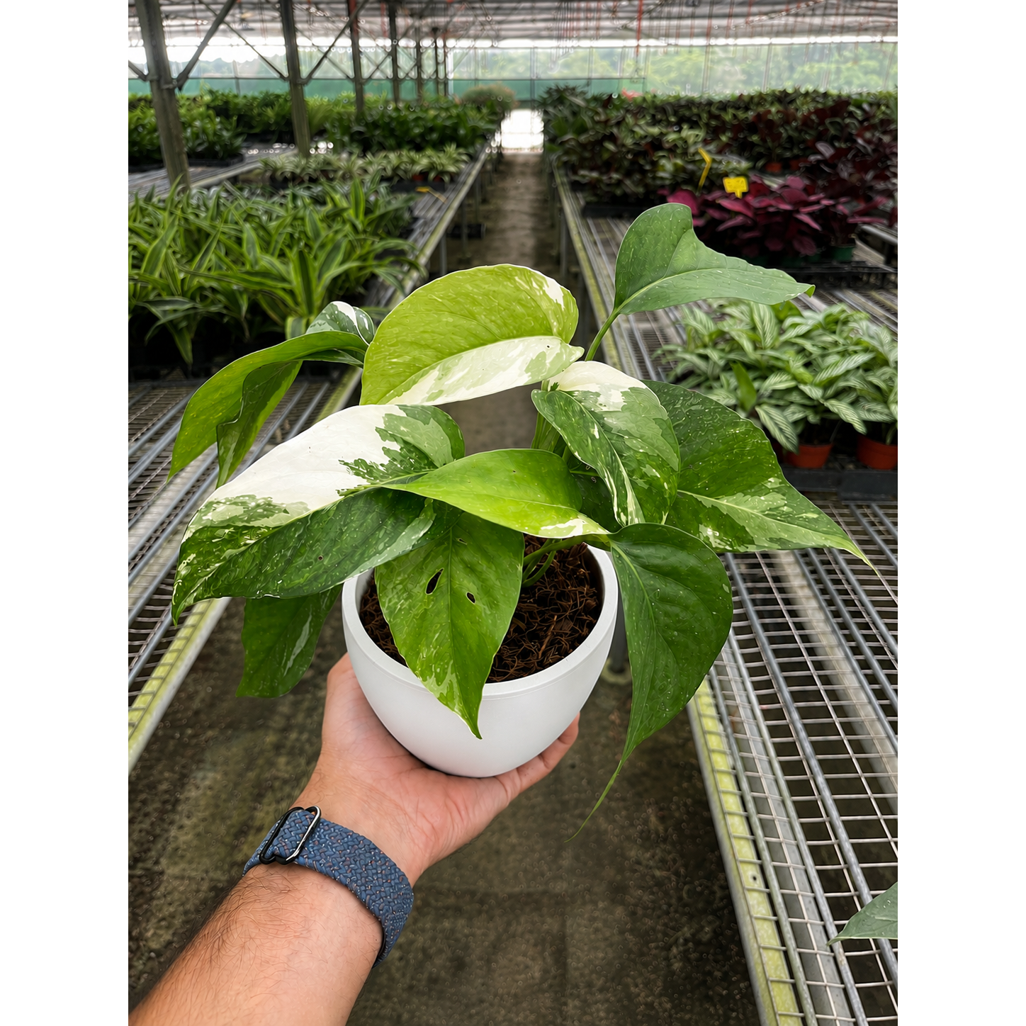 Pothos 'Albo Variegata'-Indoor Plants-The Succulent Source