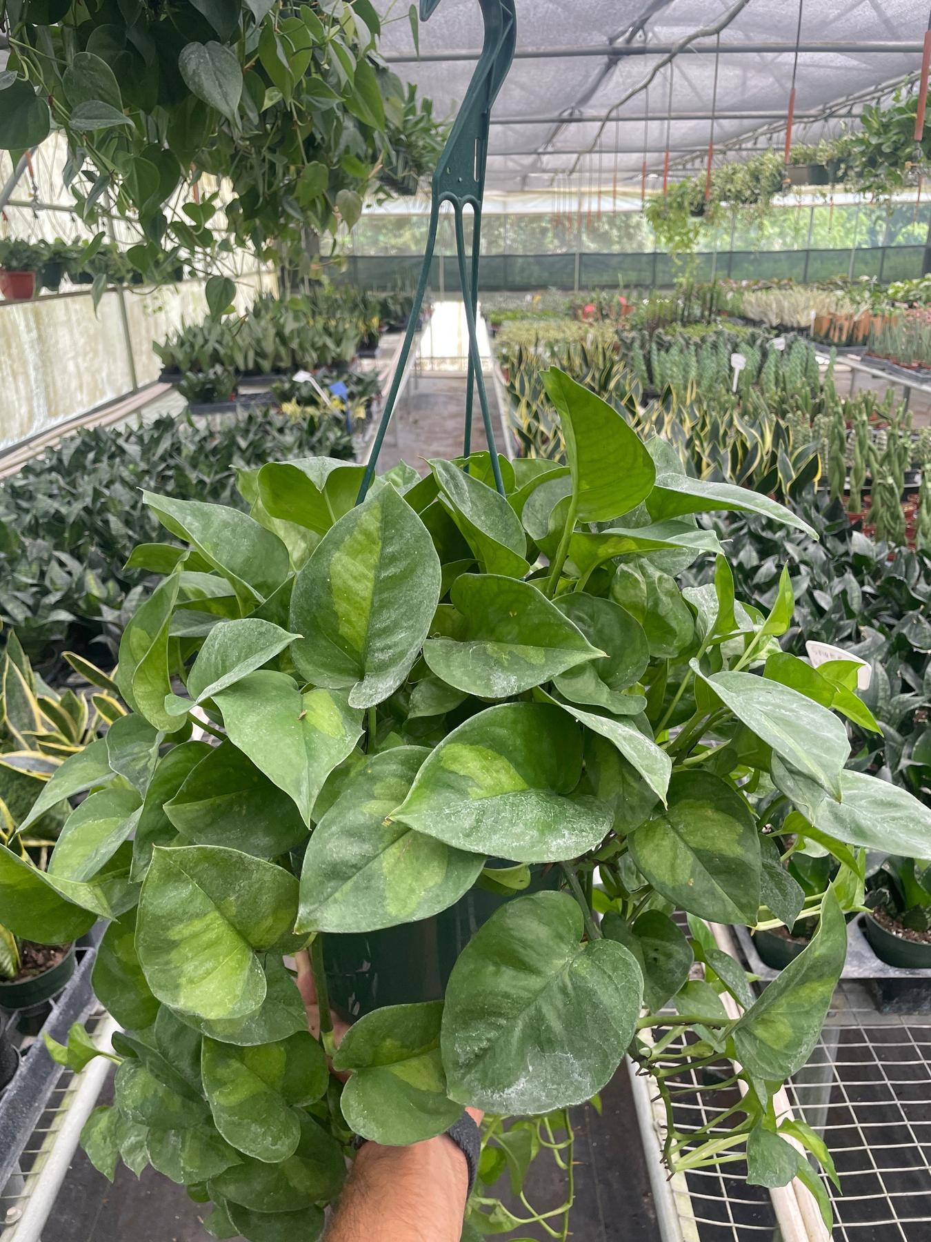 Pothos Global Green-Indoor Plants-The Succulent Source