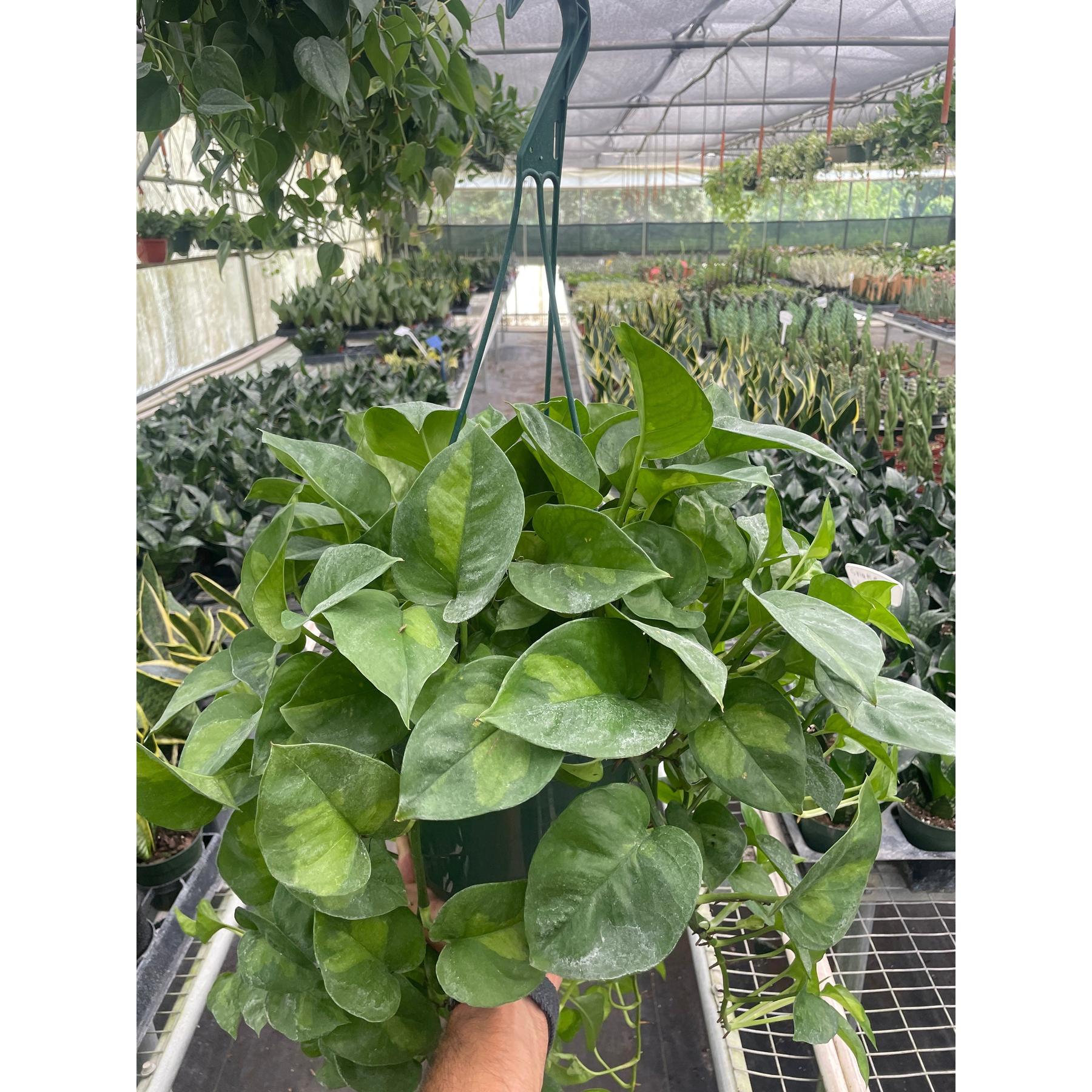 Pothos Global Green-Indoor Plants-The Succulent Source