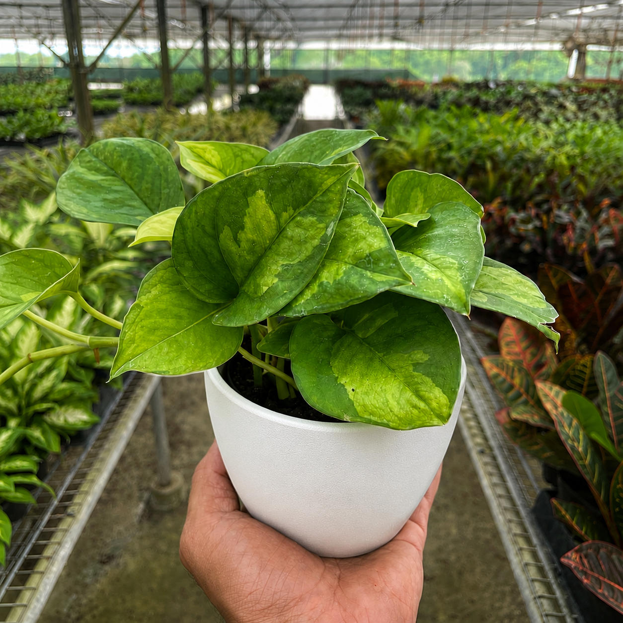 Pothos Global Green-Indoor Plants-The Succulent Source