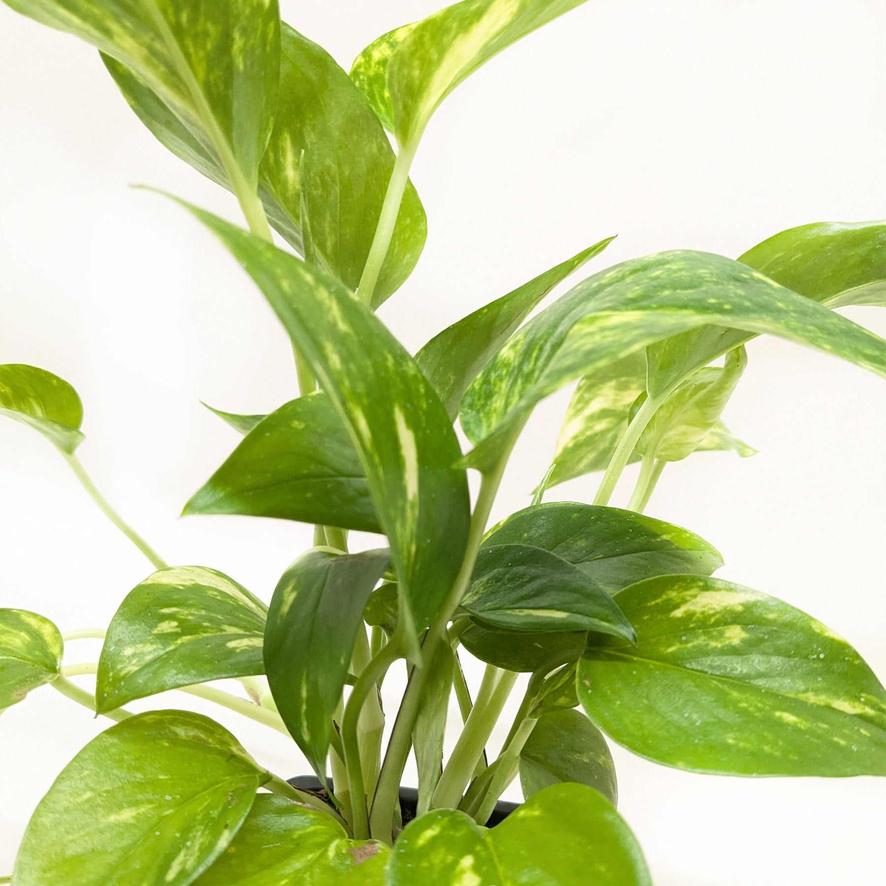 Pothos 'Golden'-Indoor Plants-The Succulent Source