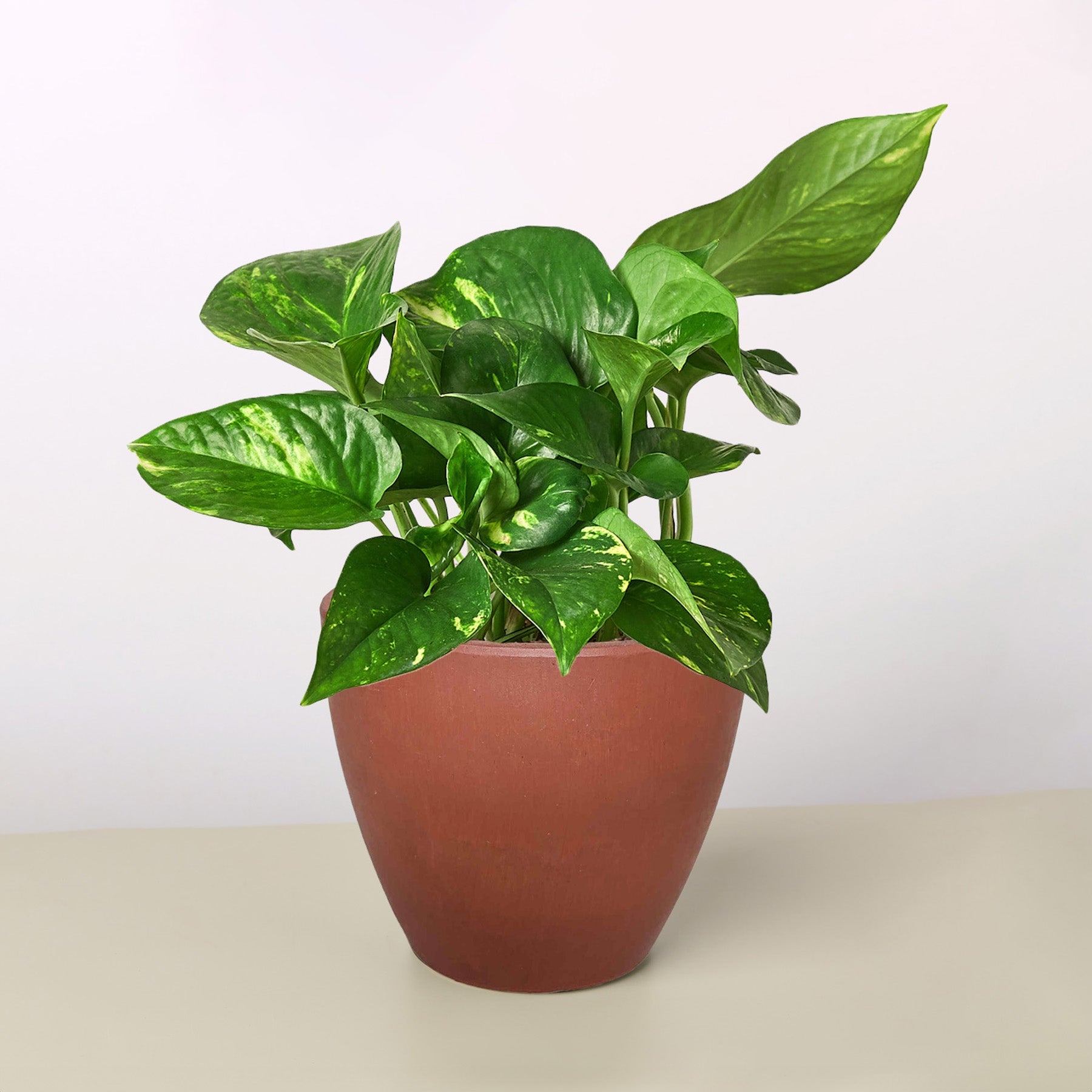 Pothos 'Golden'-Indoor Plants-The Succulent Source