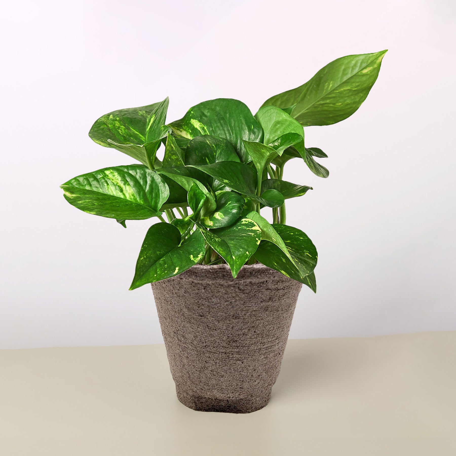 Pothos 'Golden'-Indoor Plants-The Succulent Source