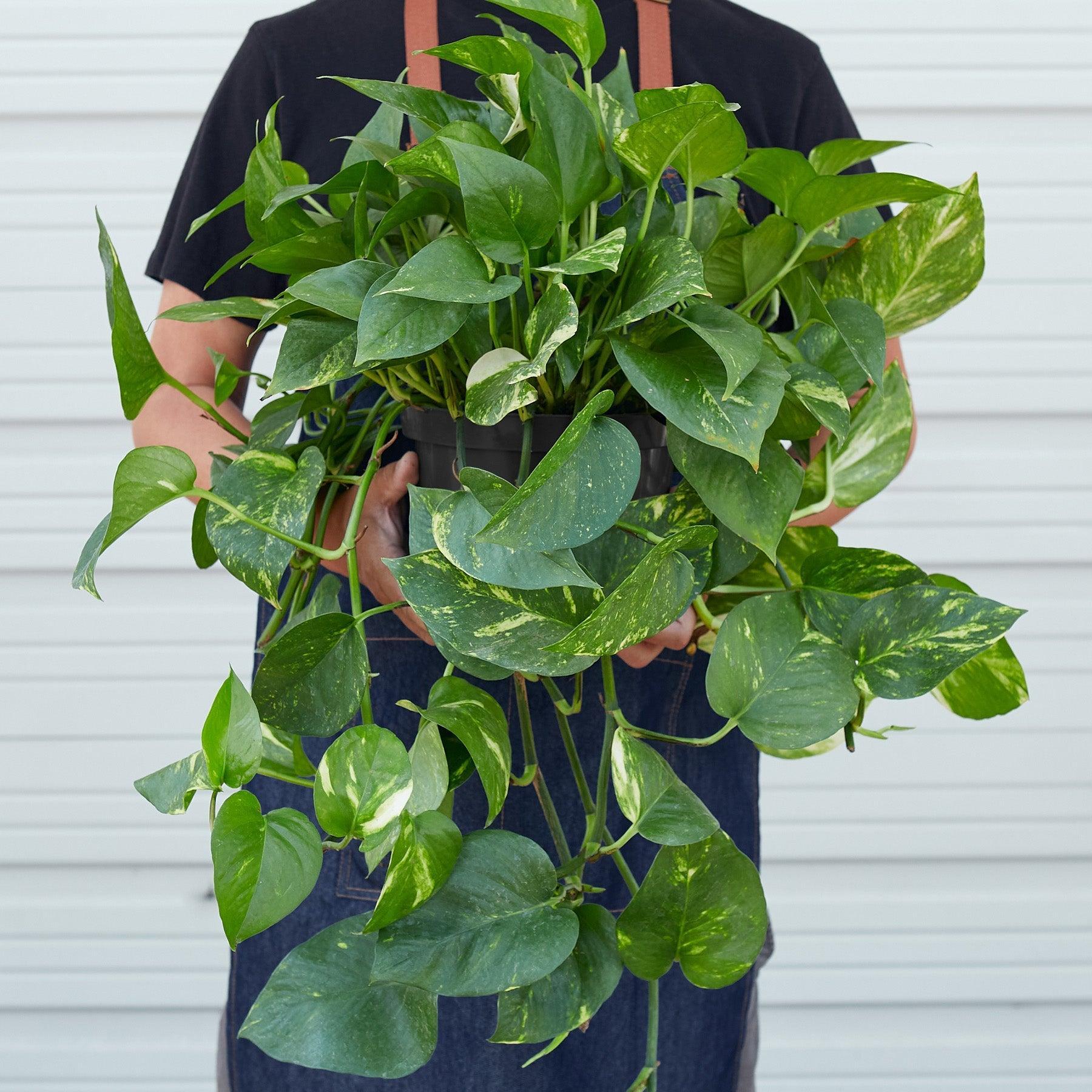 Pothos 'Golden'-Indoor Plants-The Succulent Source