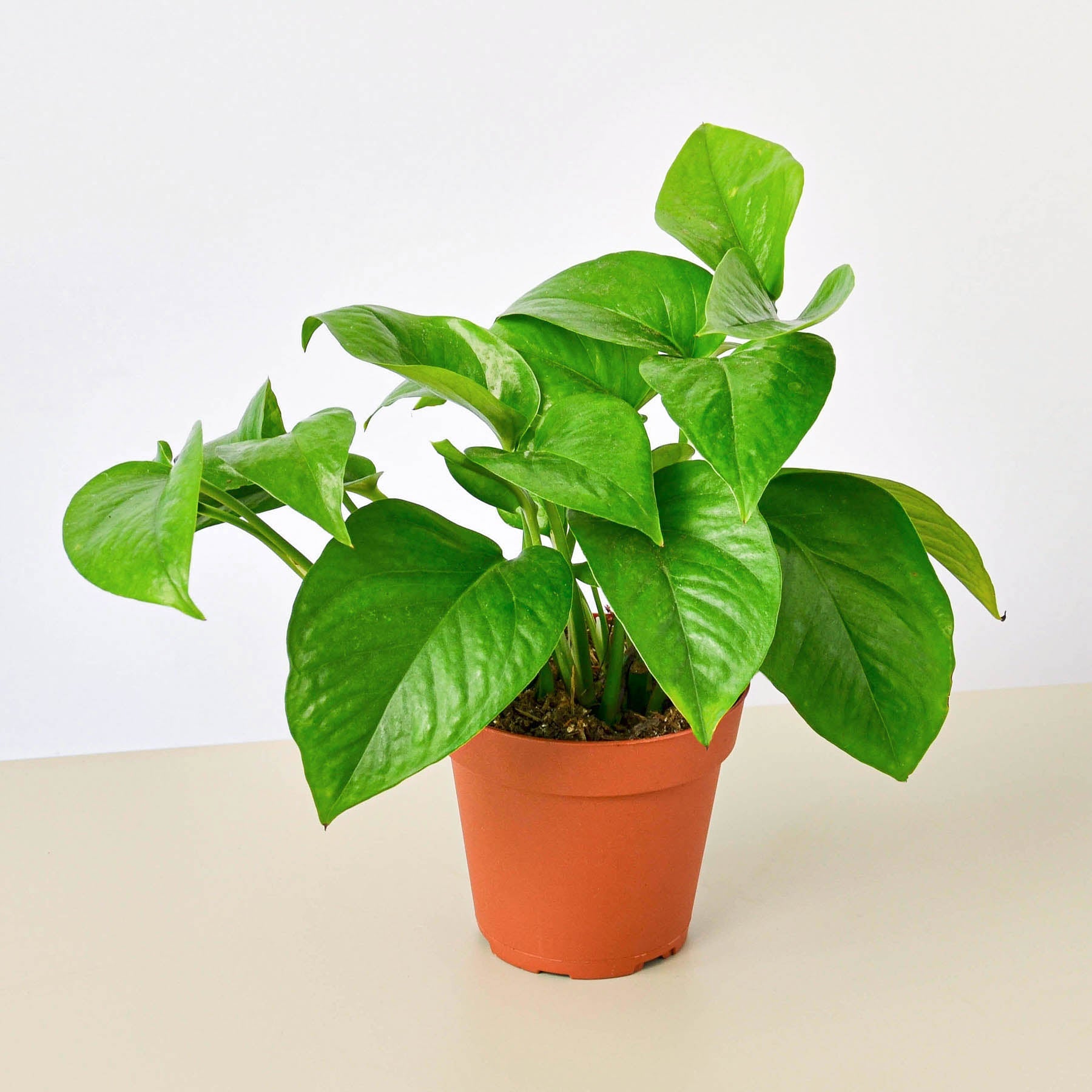 Pothos 'Green Queen'-Indoor Plants-The Succulent Source