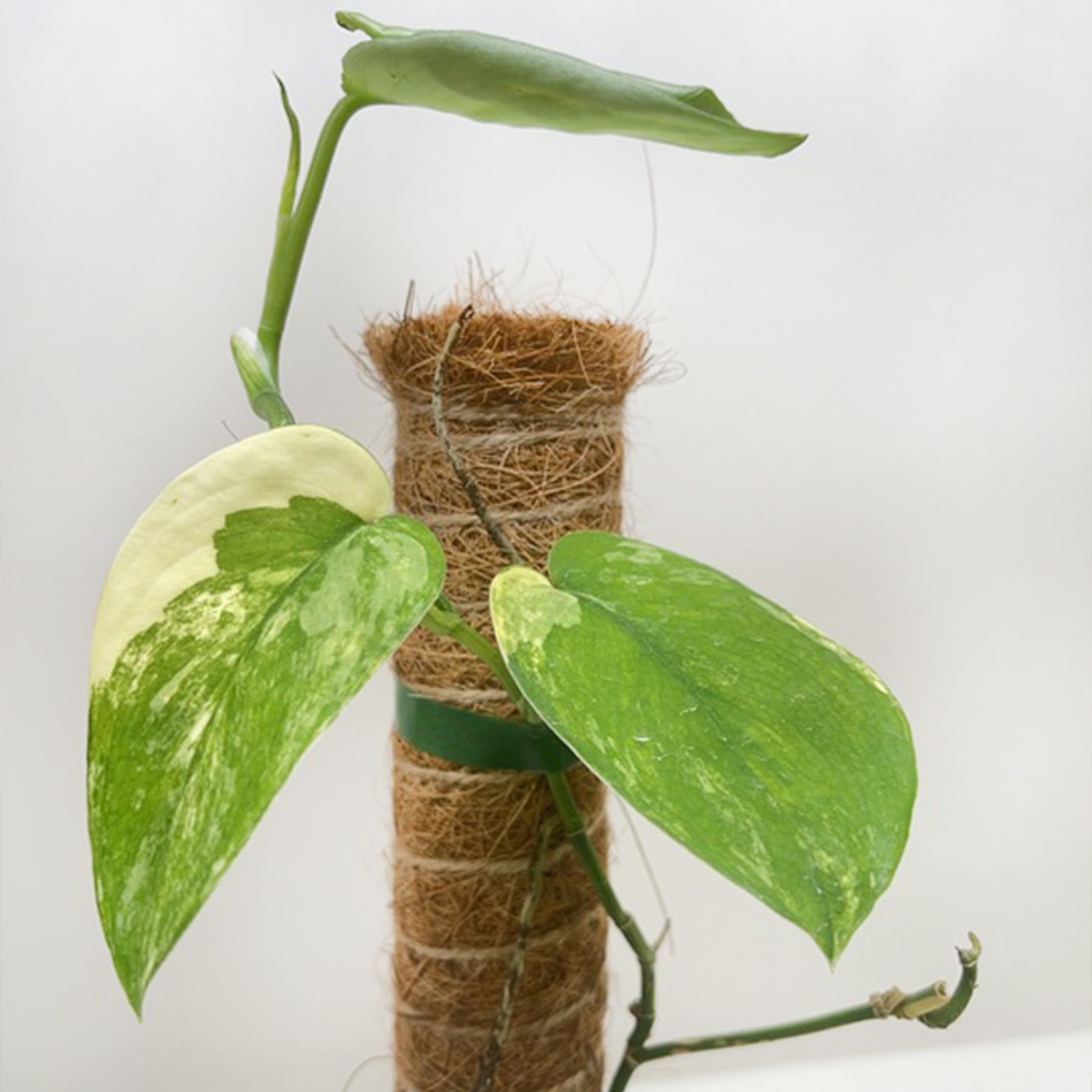 Pothos Jade Satin Albo-The Succulent Source