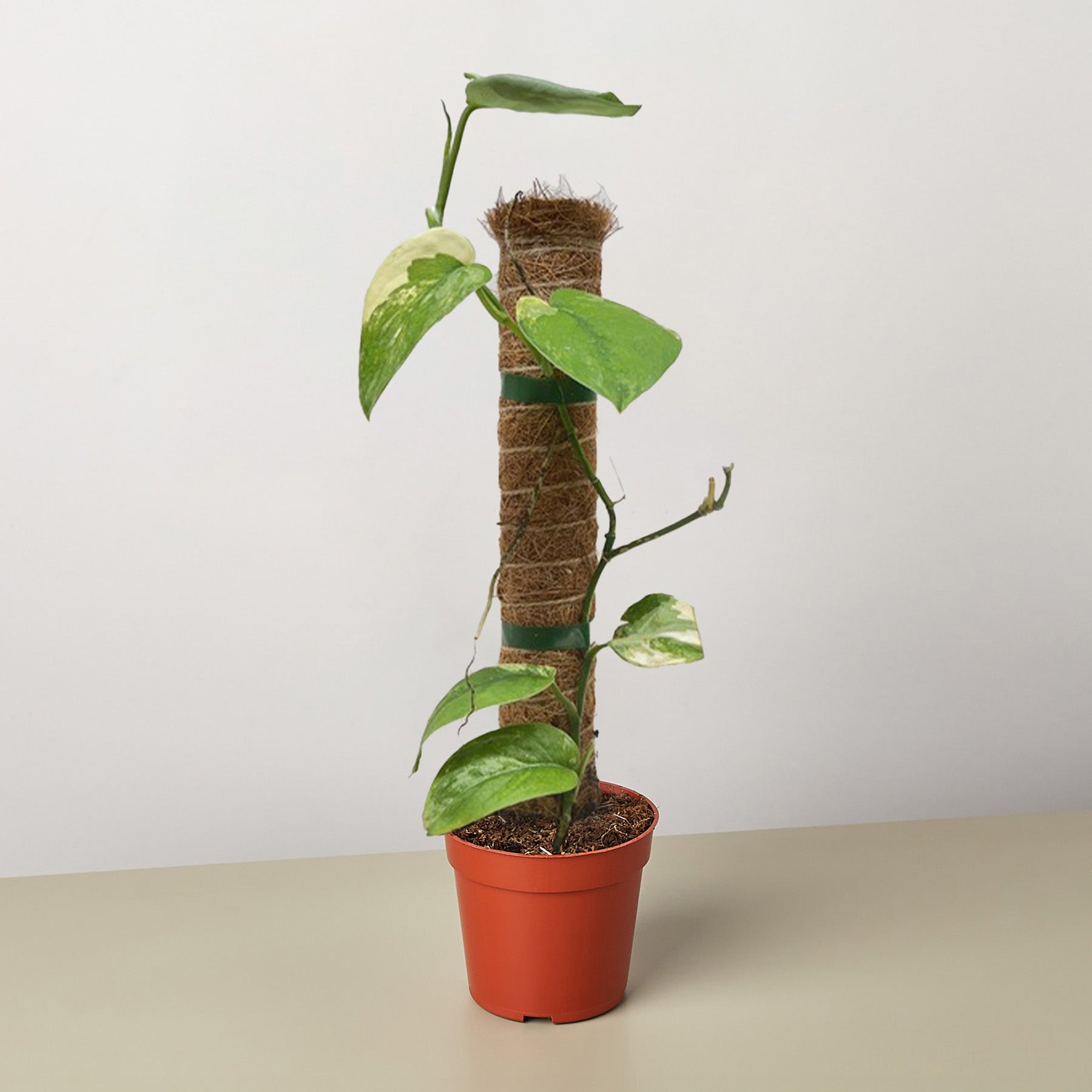 Pothos Jade Satin Albo-The Succulent Source