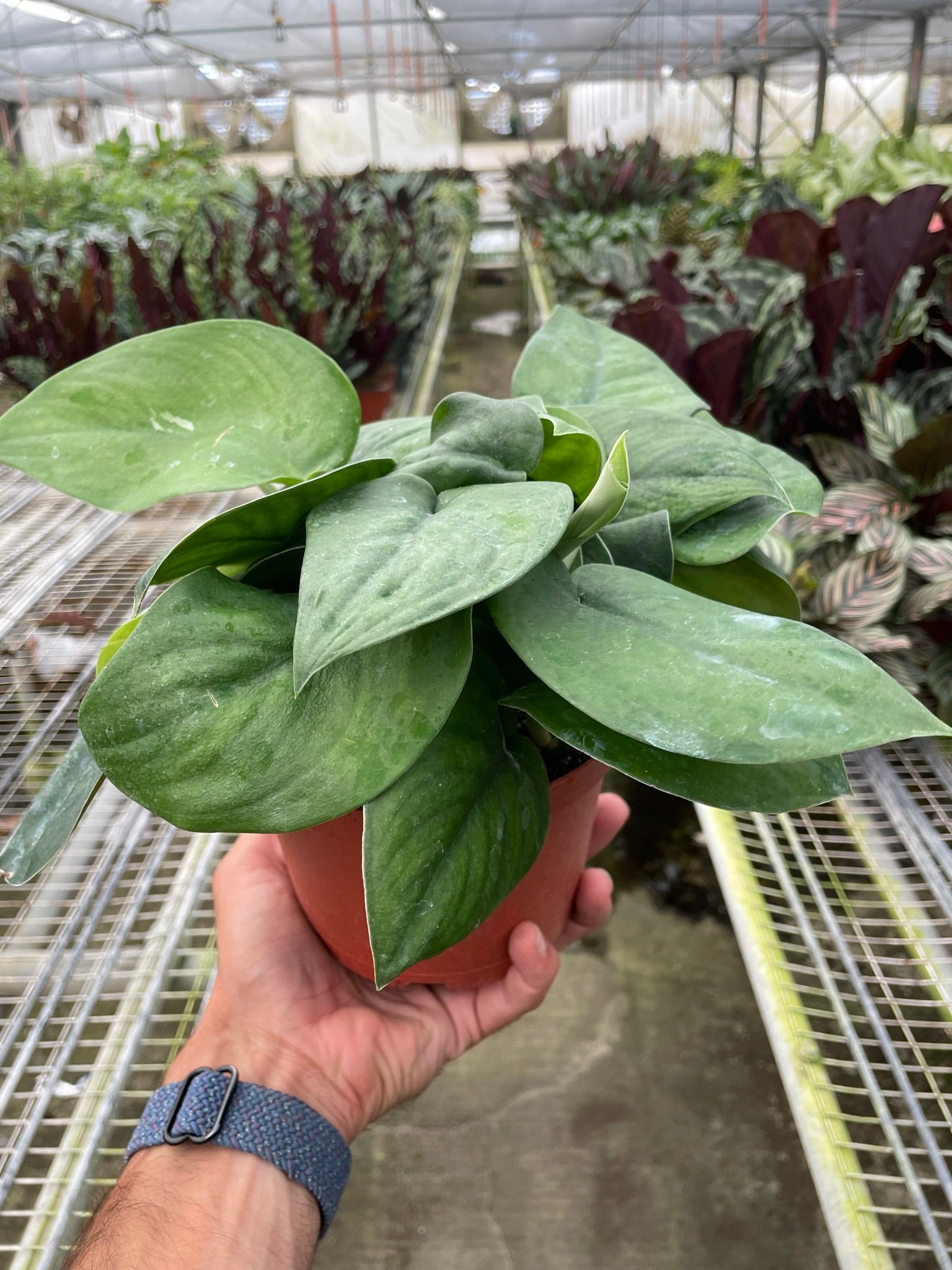 Pothos Jade Satin-Indoor Plants-The Succulent Source